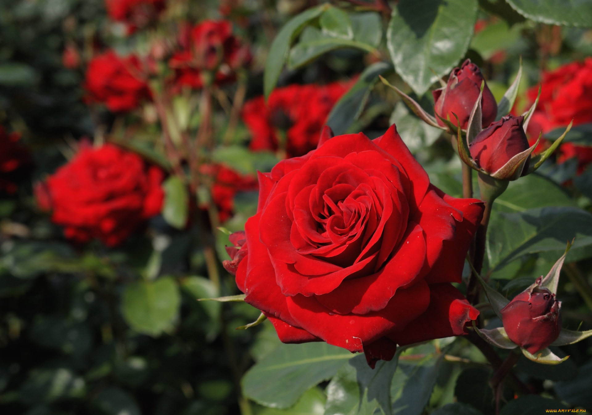 цветы, розы, красный
