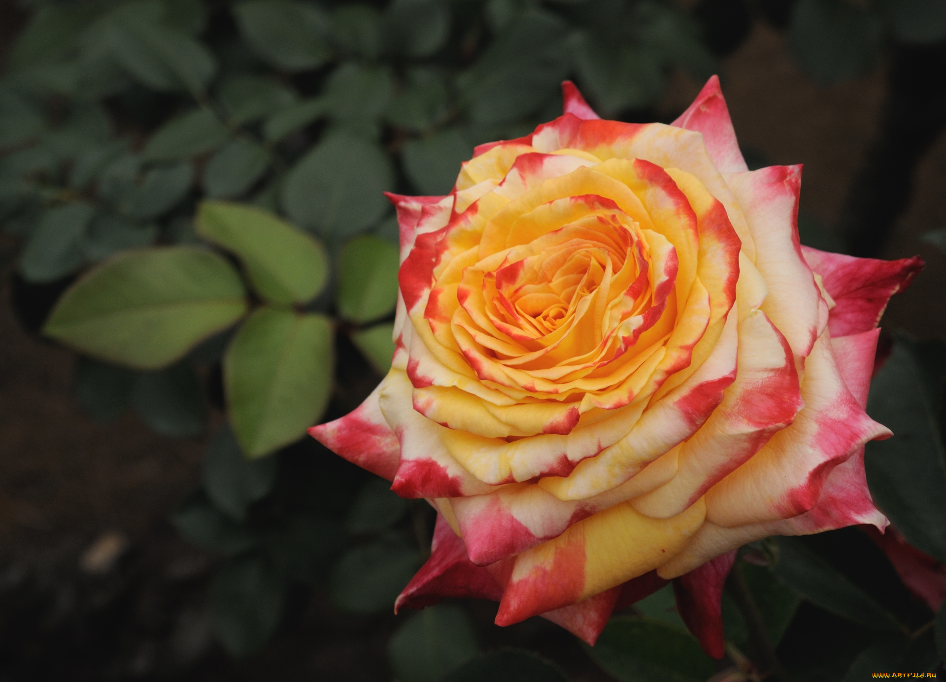 цветы, розы, макро