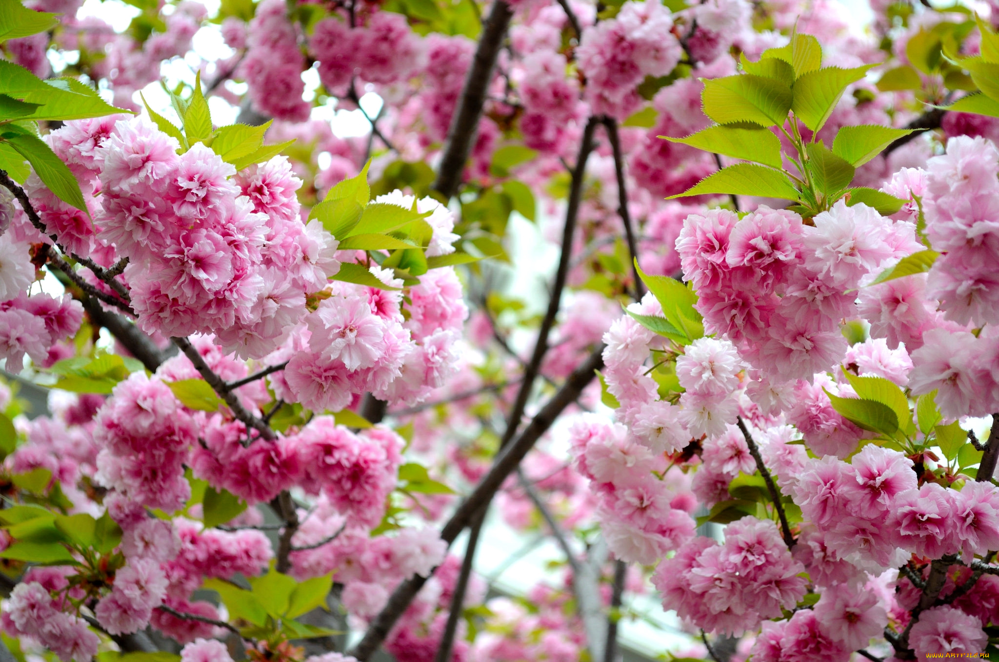 цветы, сакура, , вишня