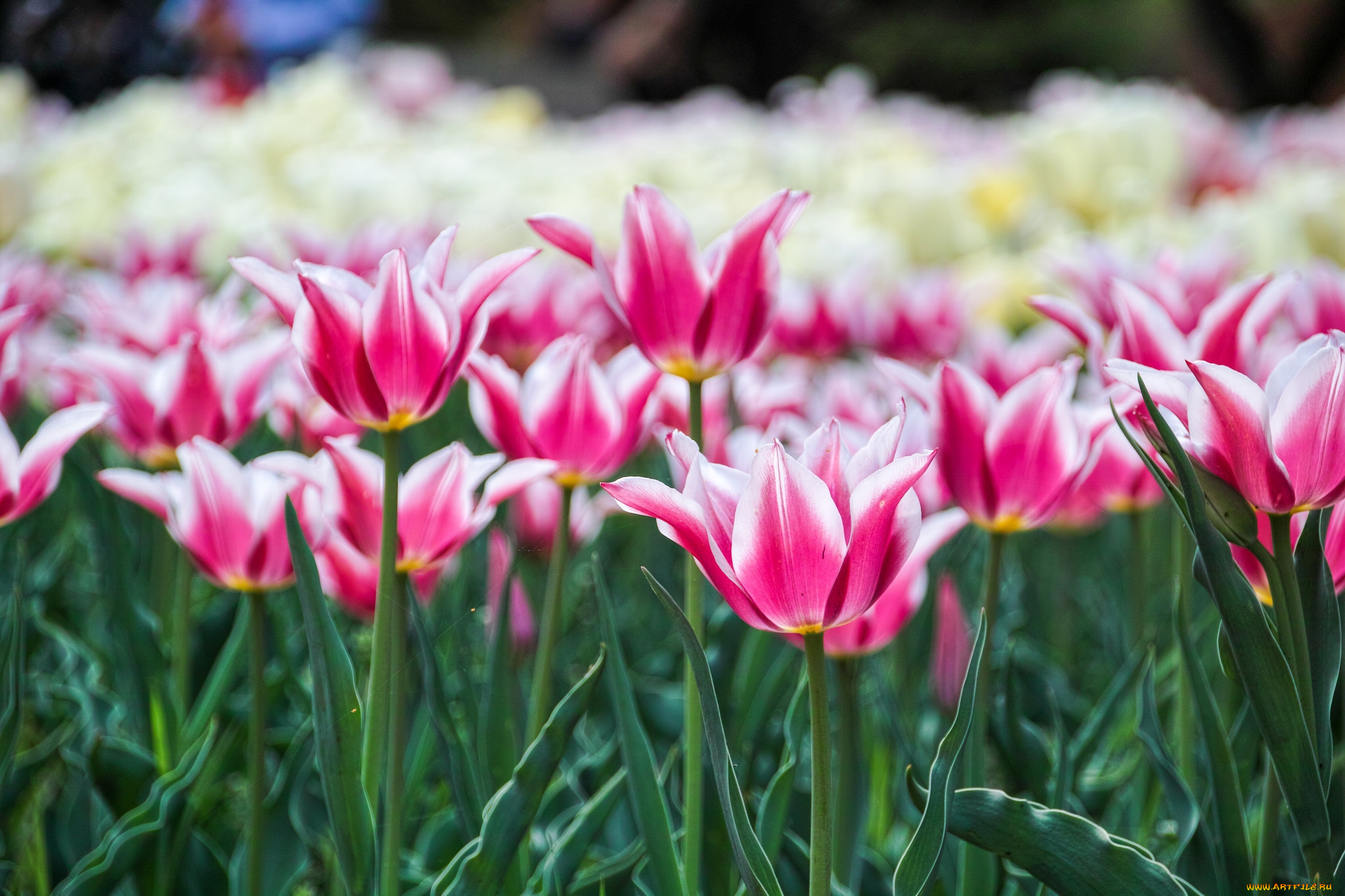 цветы, тюльпаны, пестрый