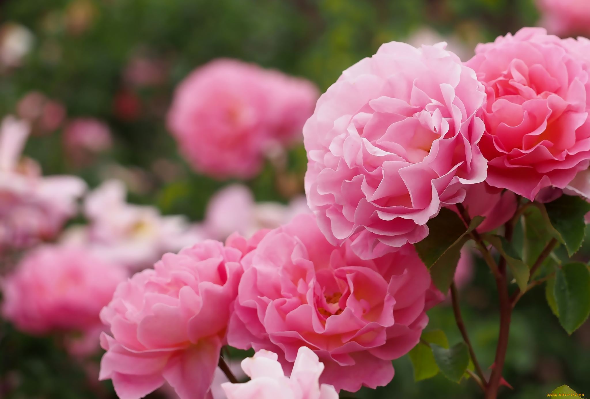 цветы, розы, розовый