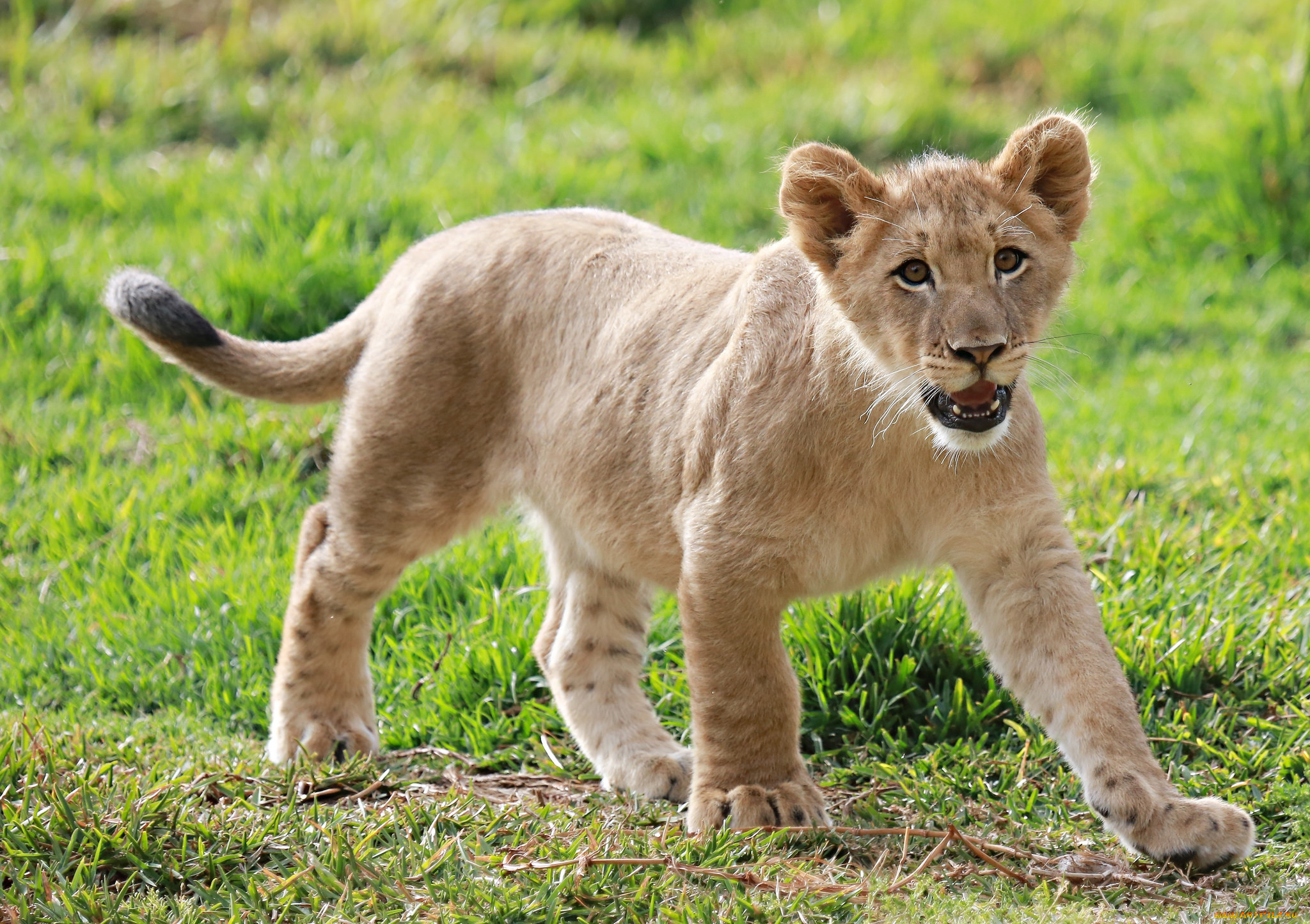 животные, львы, малыш