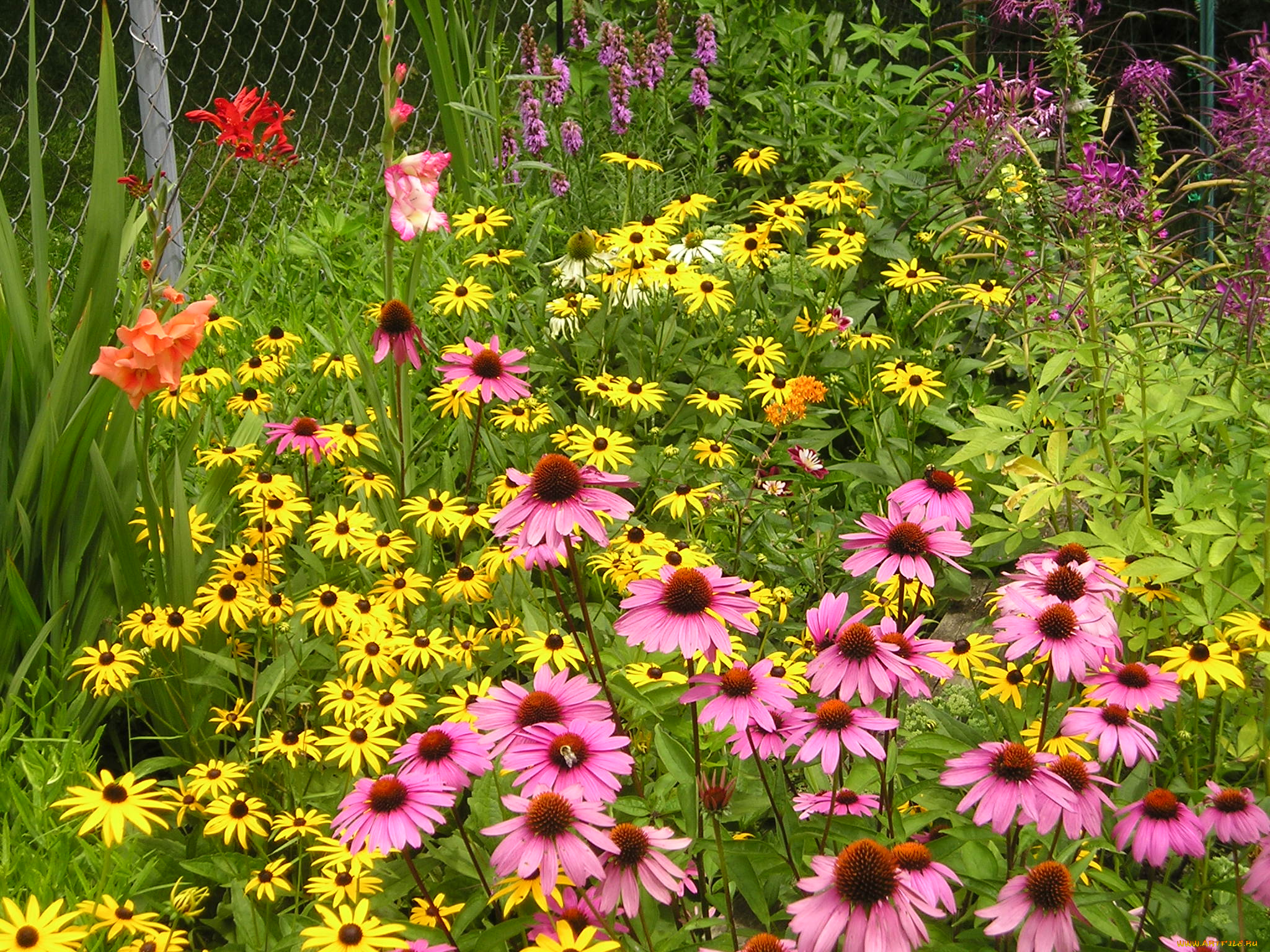 цветы, эхинацея, бутоны