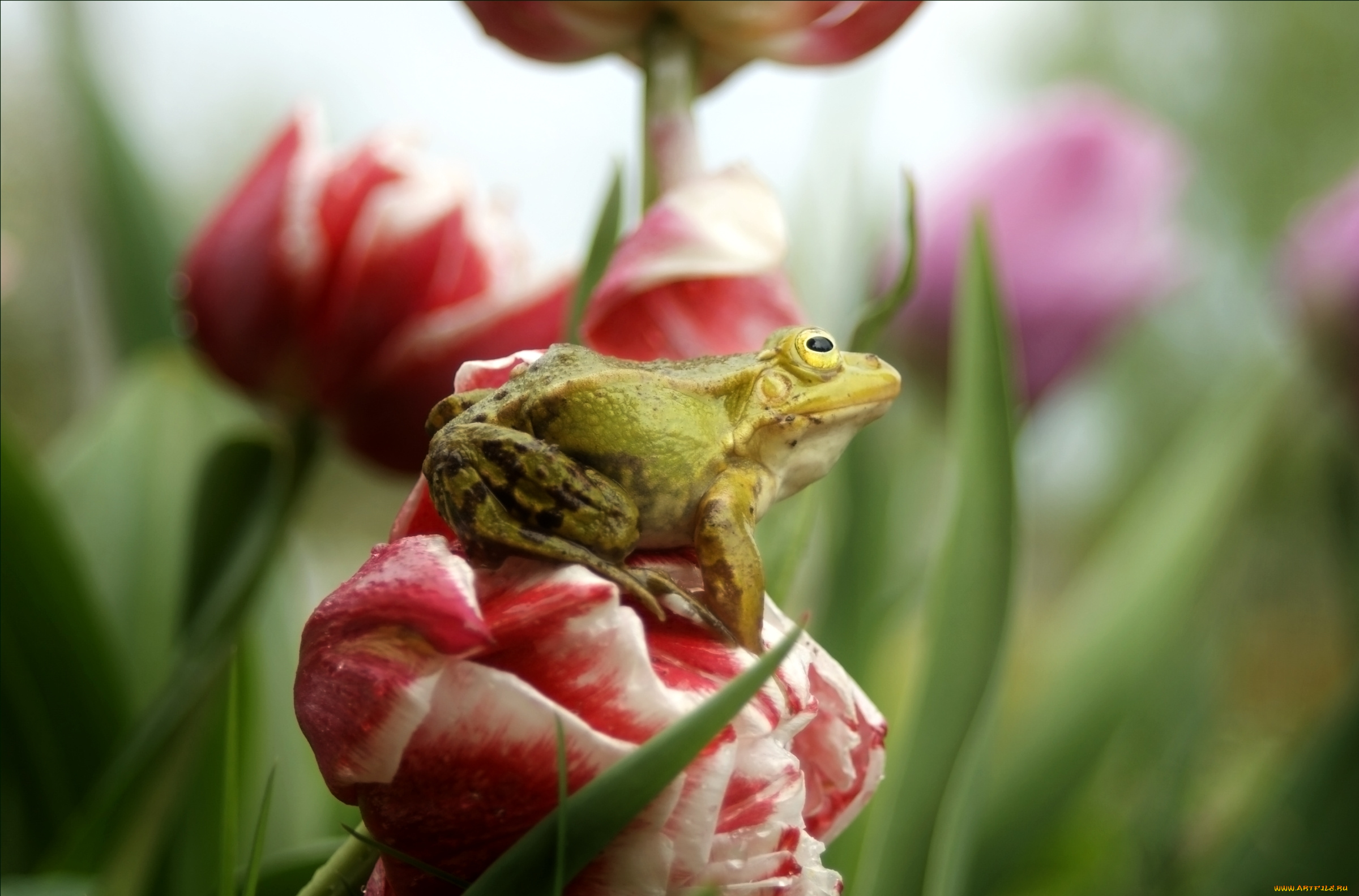 животные, лягушки, цветок