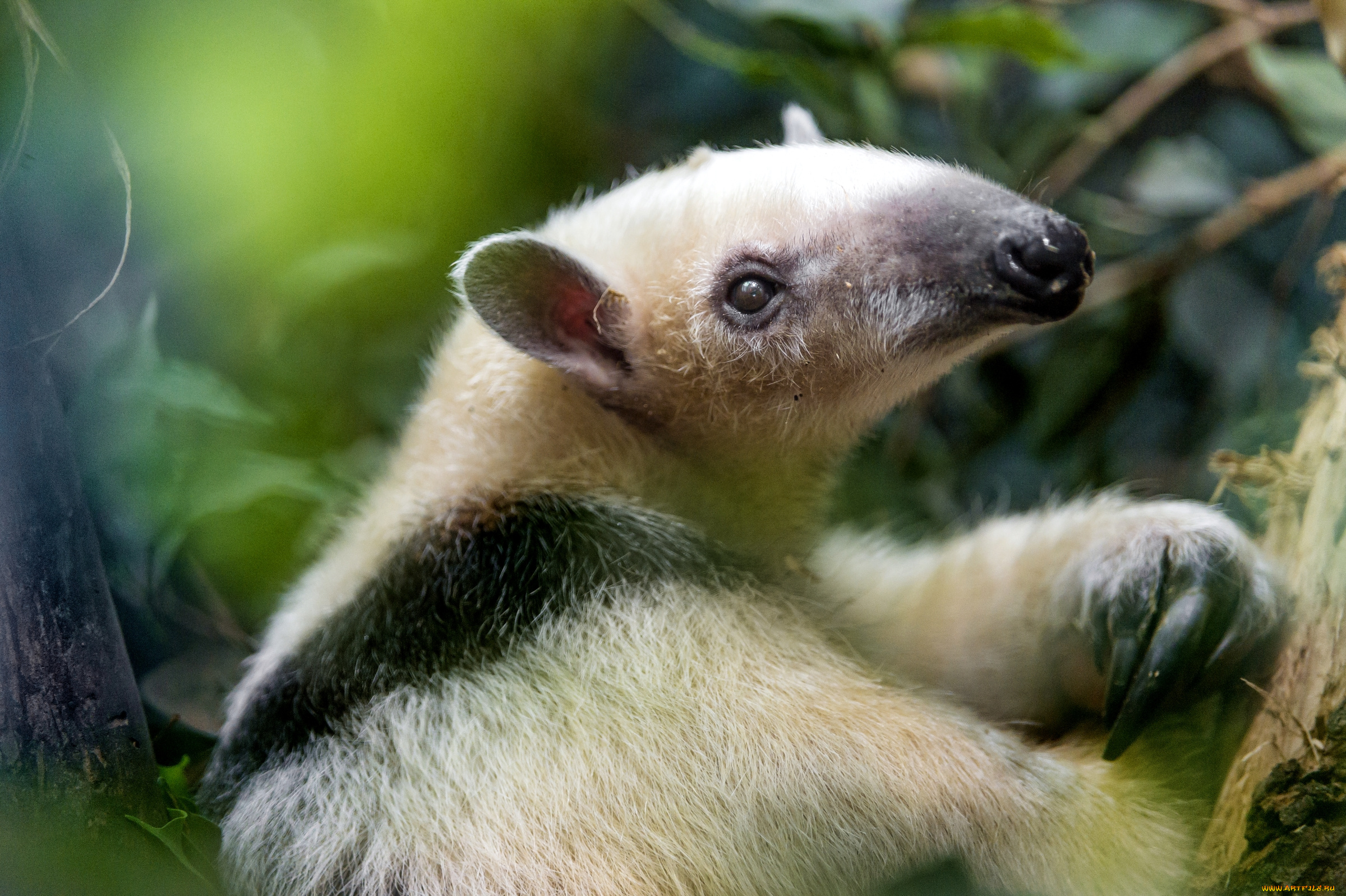 животные, муравьеды, малыш