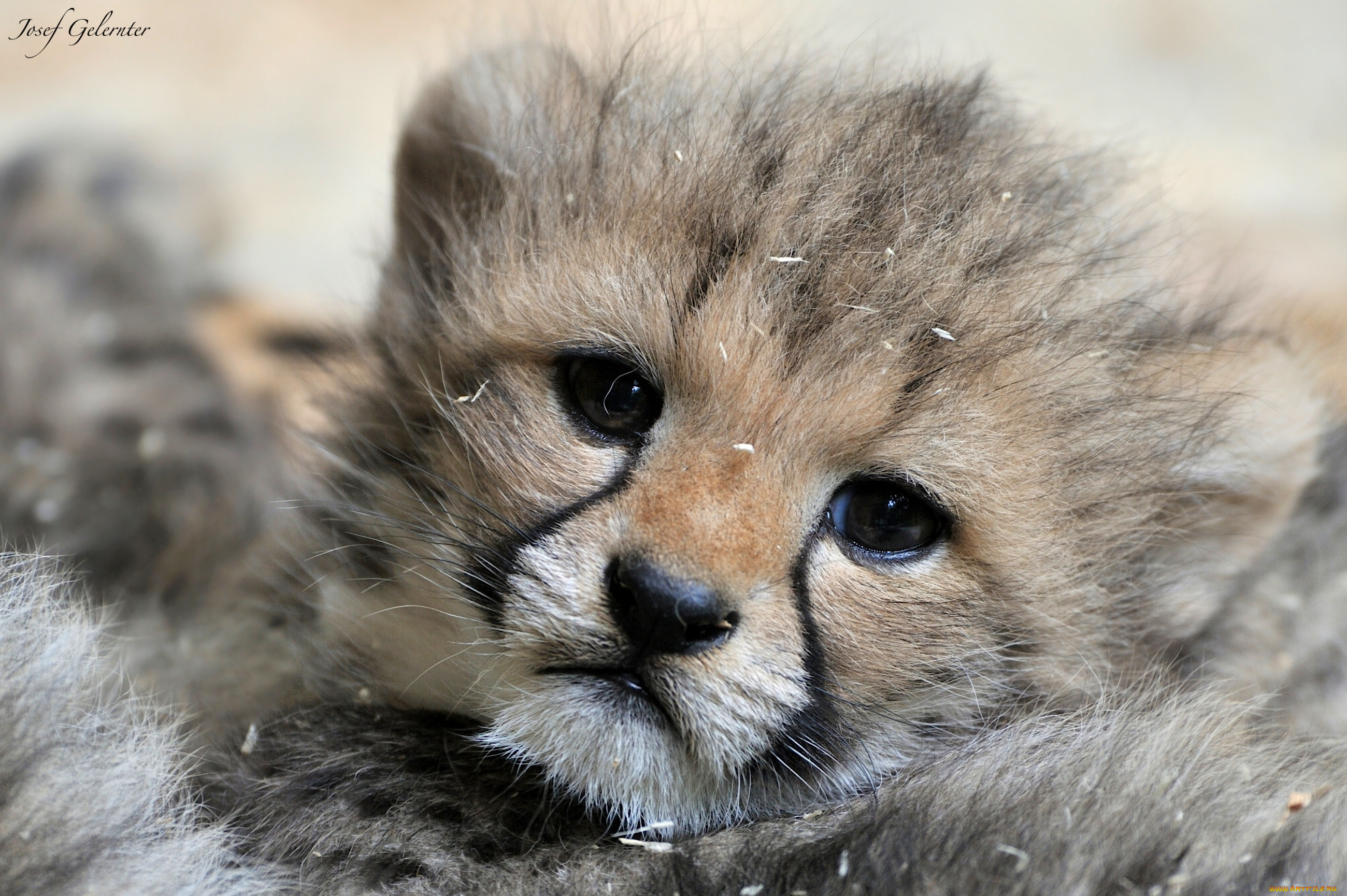 животные, гепарды, малыш