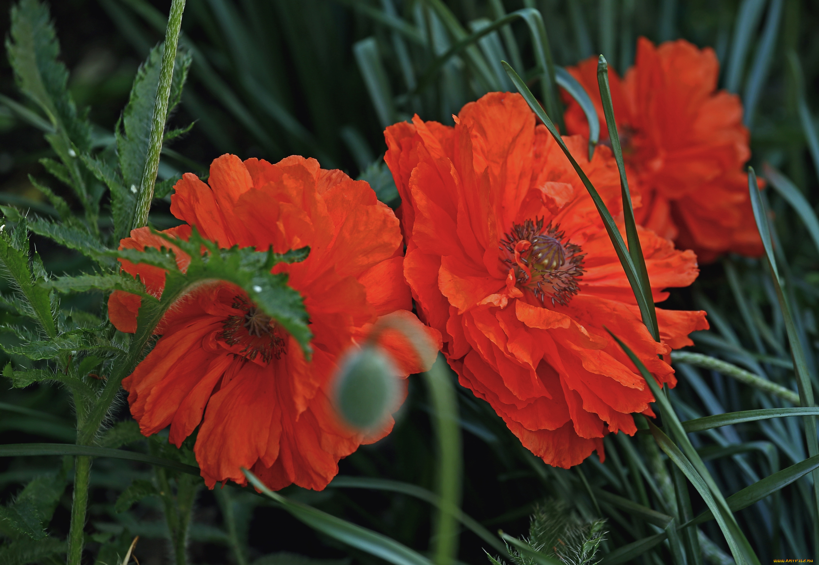 цветы, маки, красный