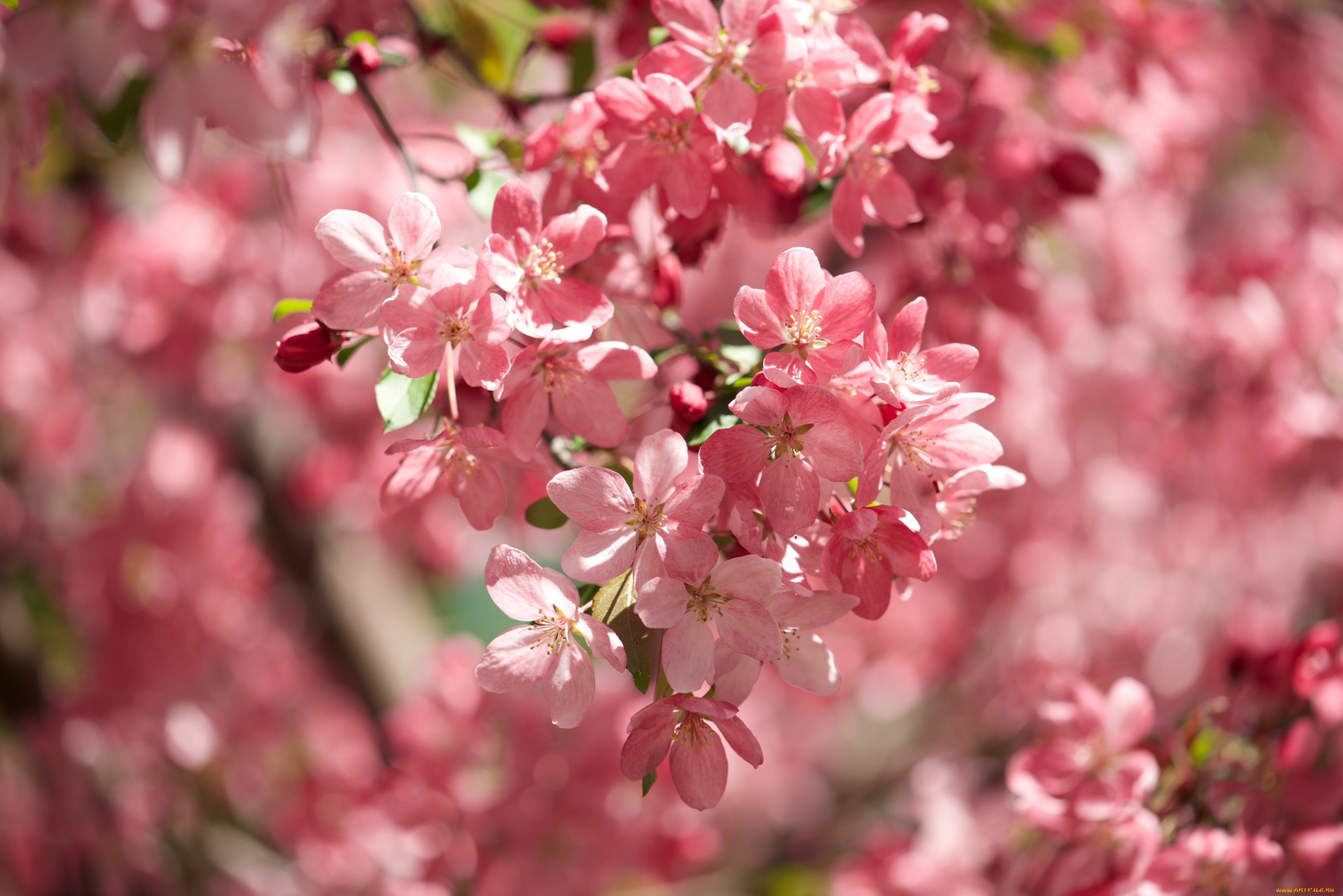 цветы, цветущие, деревья, , , кустарники, весна