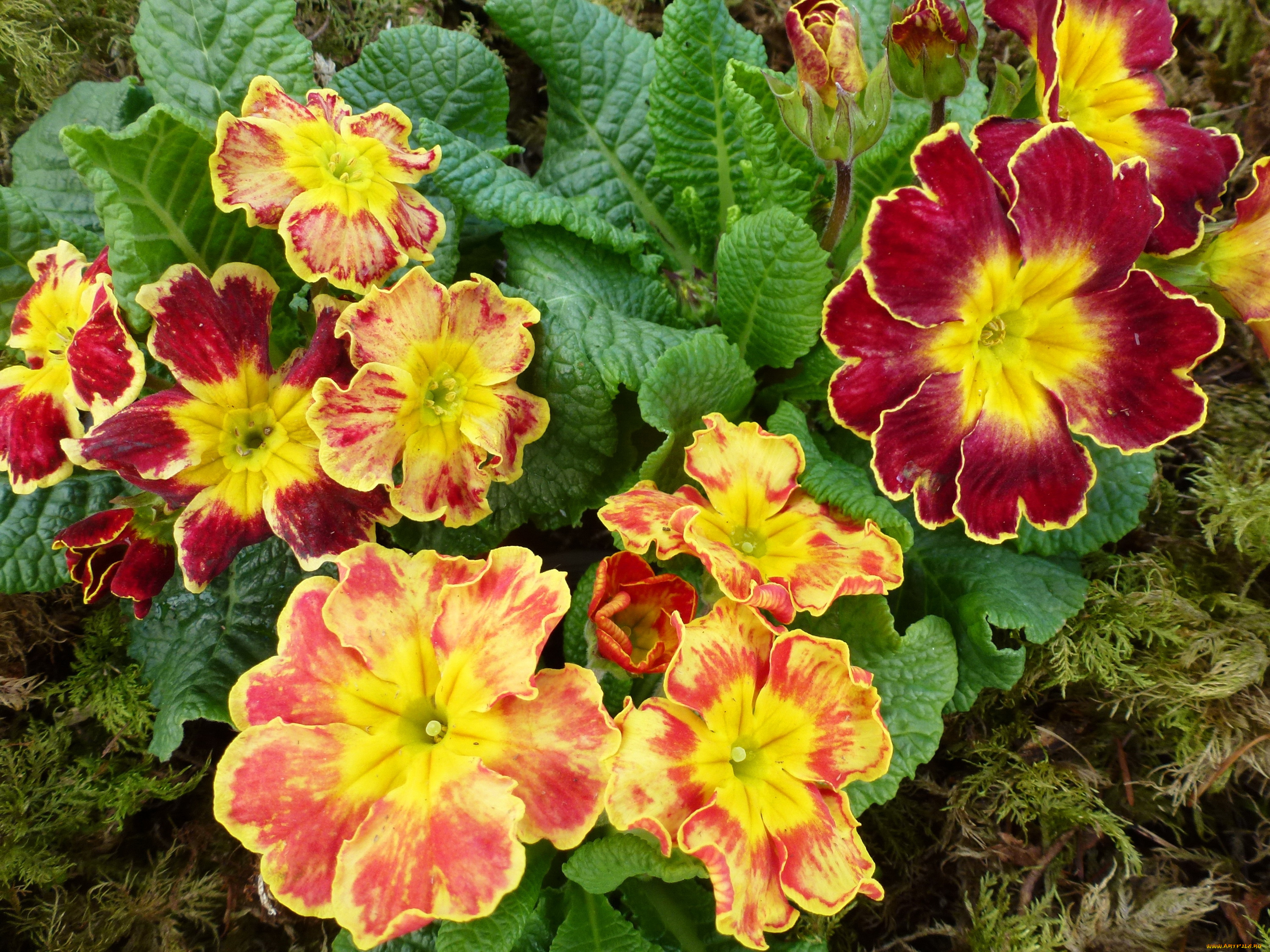 цветы, примулы, много, примула