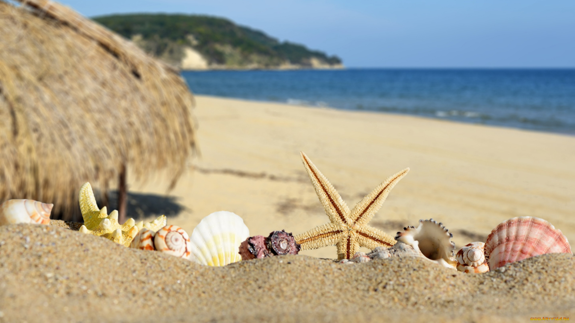 разное, ракушки, , кораллы, , декоративные, и, spa-камни, seashells, небо, море, sand, paradise, shore, sea, blue, beach, summer, starfish, берег, пляж, песок