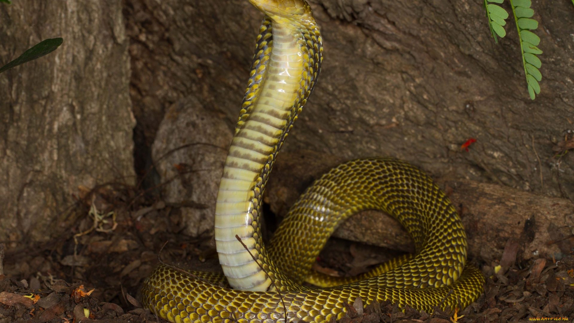 животные, змеи, , питоны, , кобры, кобра