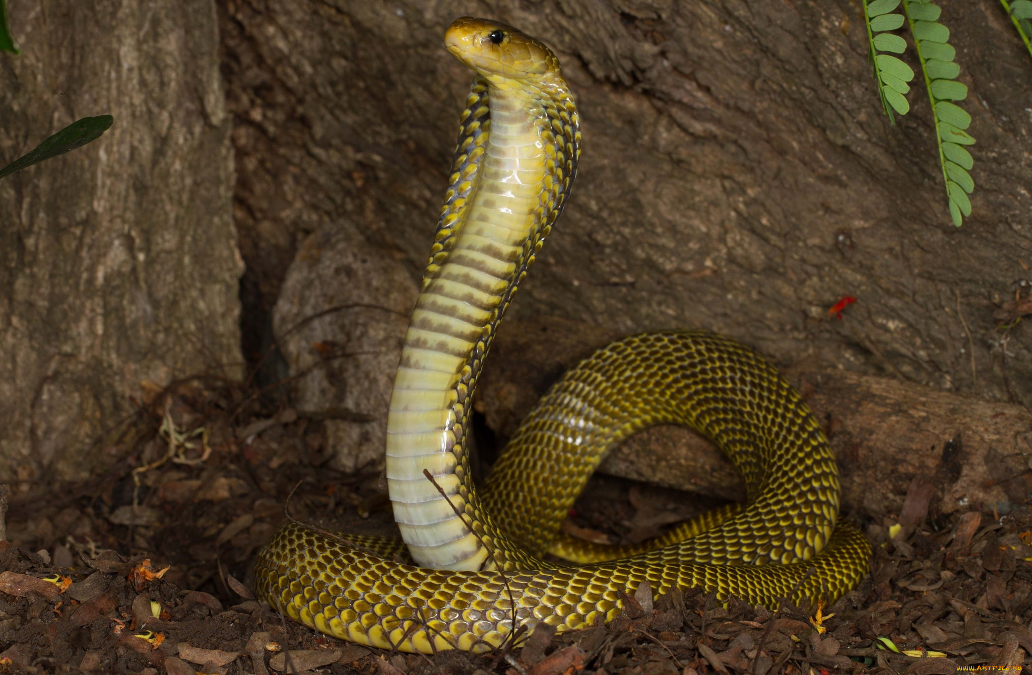 животные, змеи, , питоны, , кобры, кобра