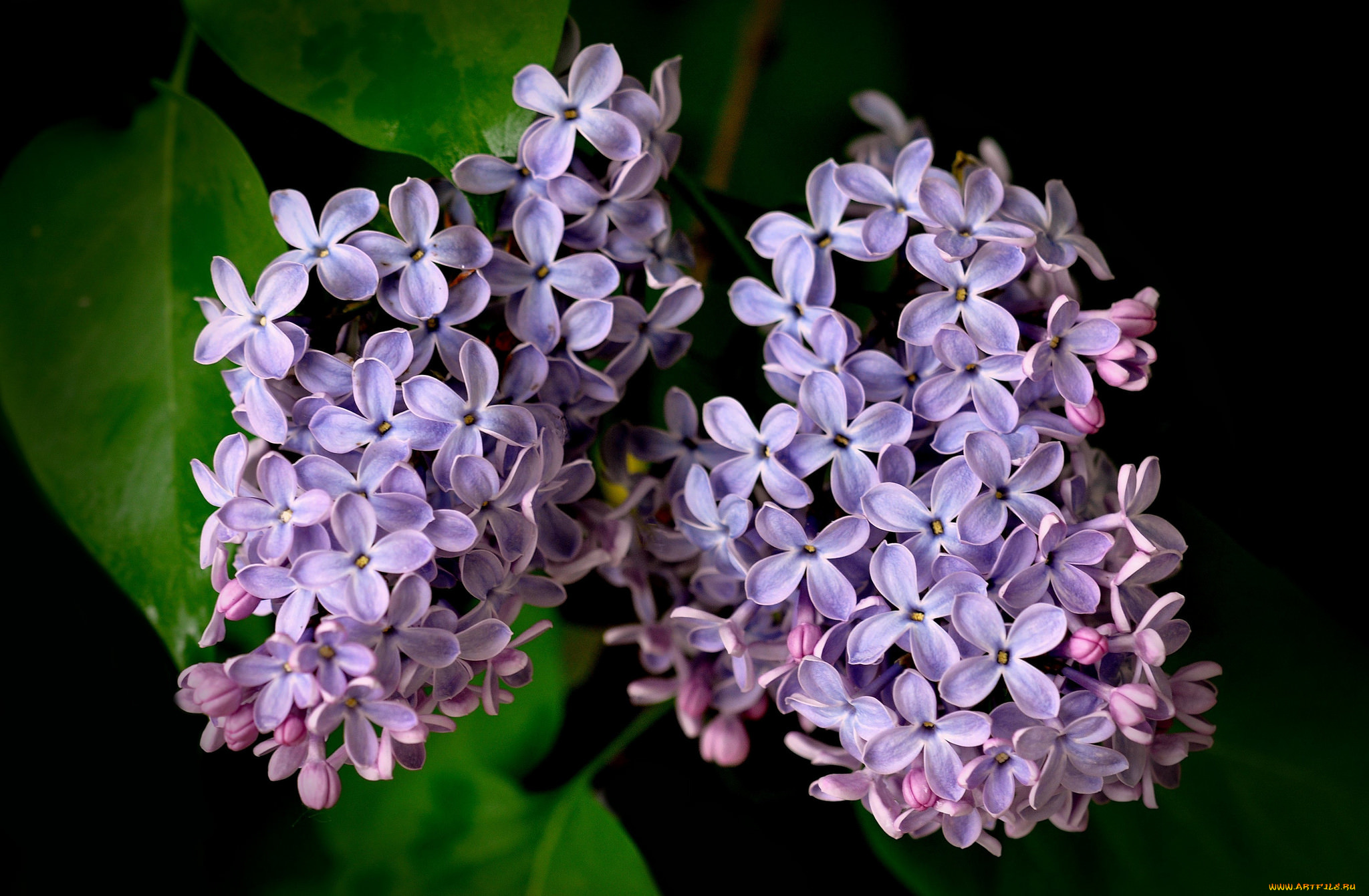 цветы, сирень, лепестки, гроздья, макро, сиреневые