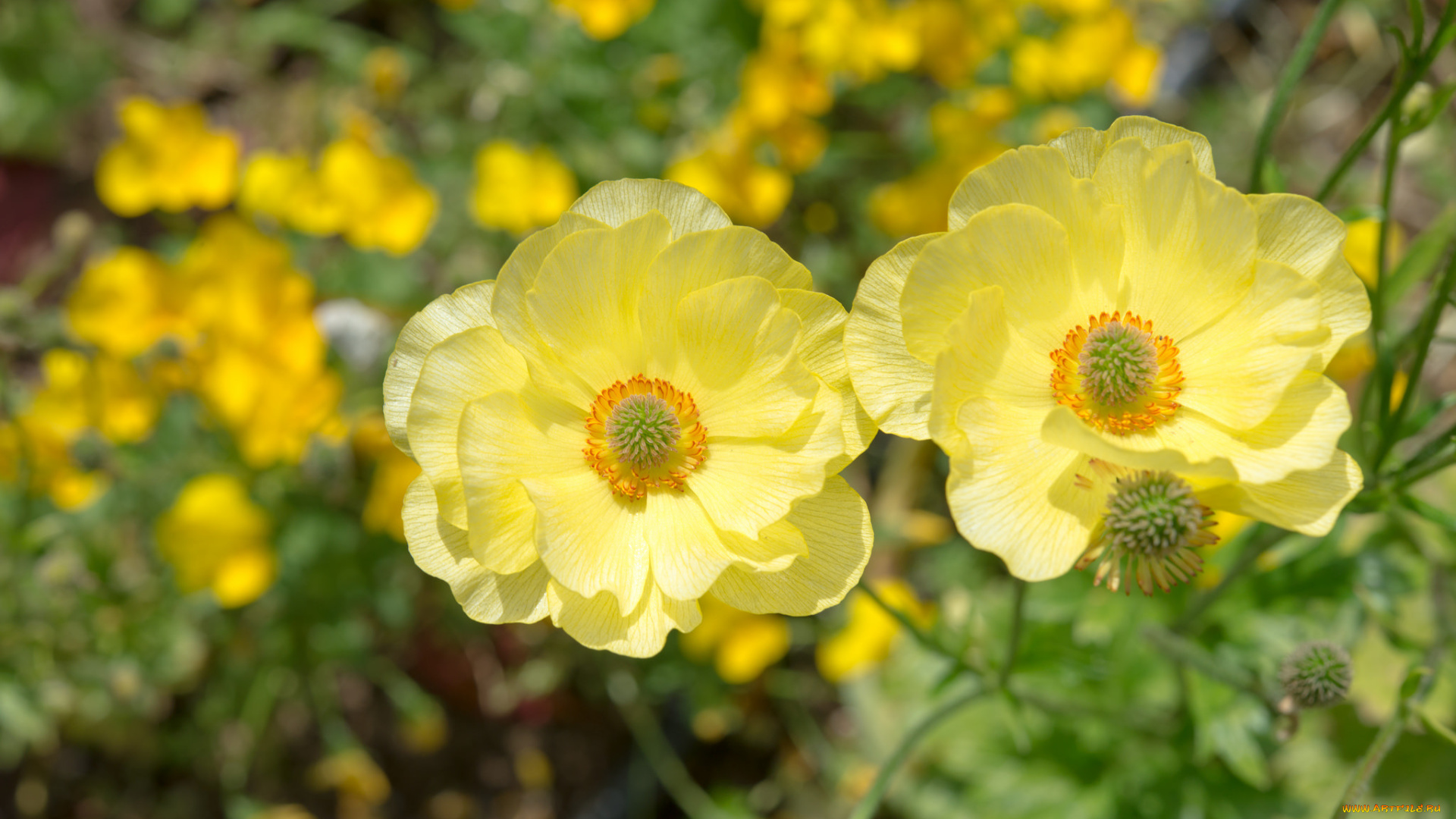 цветы, анемоны, , сон-трава, анемон, ветреница, желтый