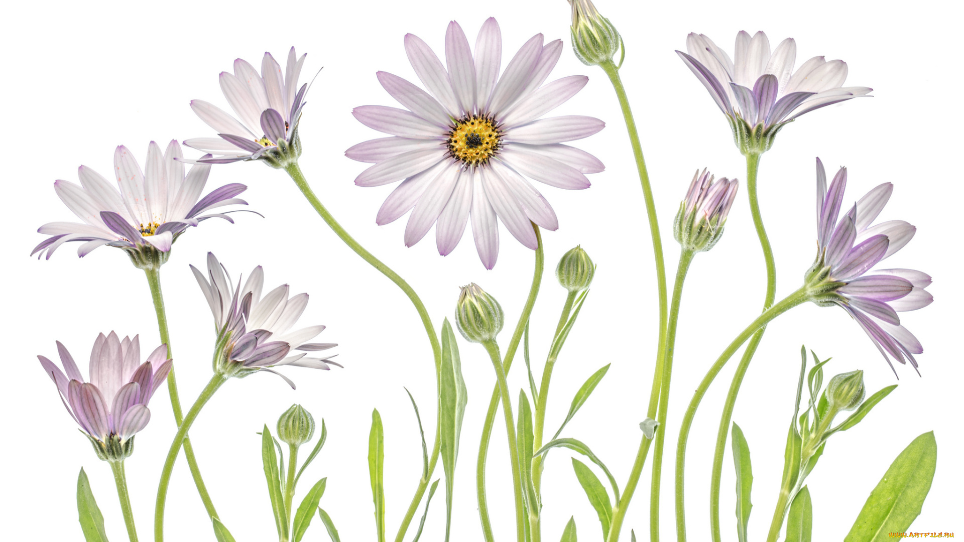 цветы, диморфотеки, макро, ромашки