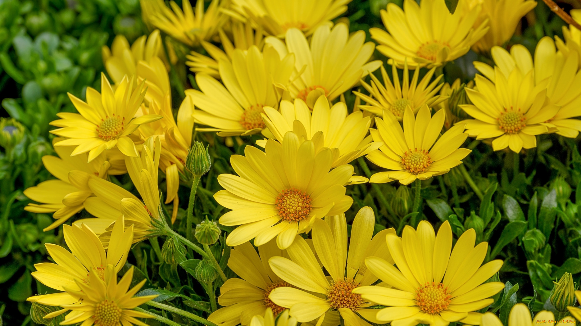 цветы, диморфотеки, желтый, макро, ромашка