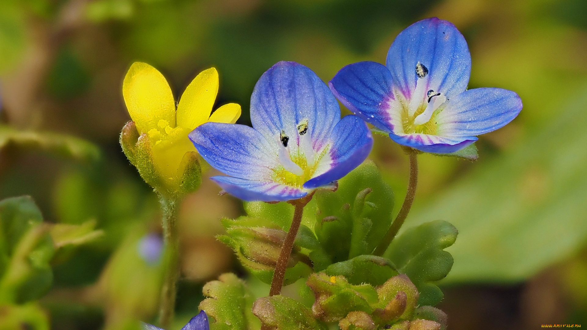 цветы, луговые, , полевые, , цветы, макро, луговые