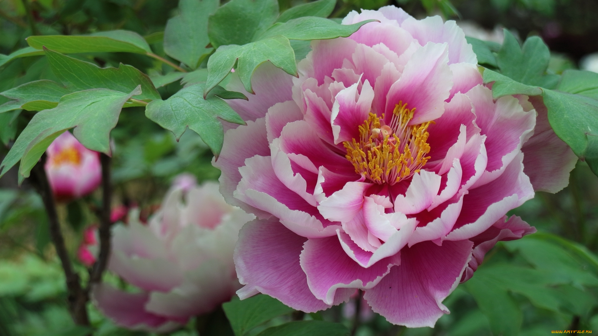 цветы, пионы, пион, макро, розовый, лепестки