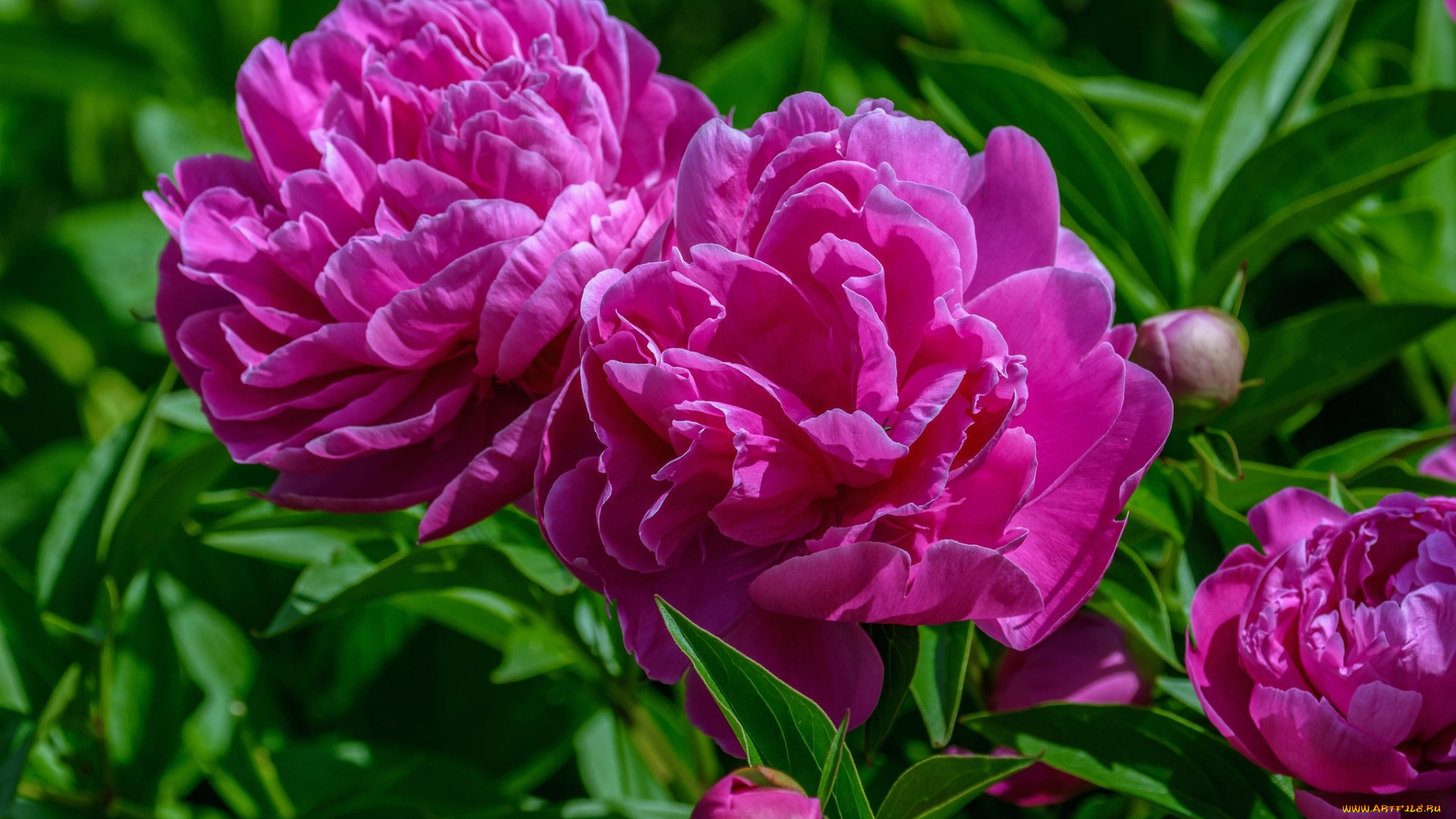 цветы, пионы, розовый, макро