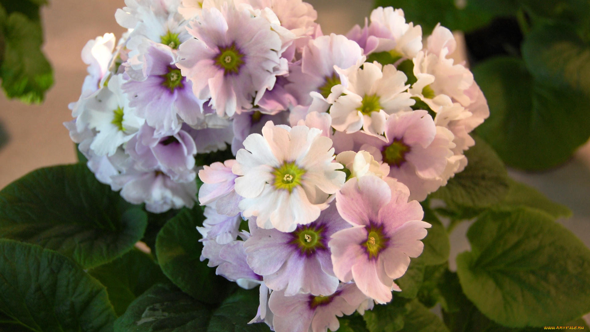 цветы, примулы