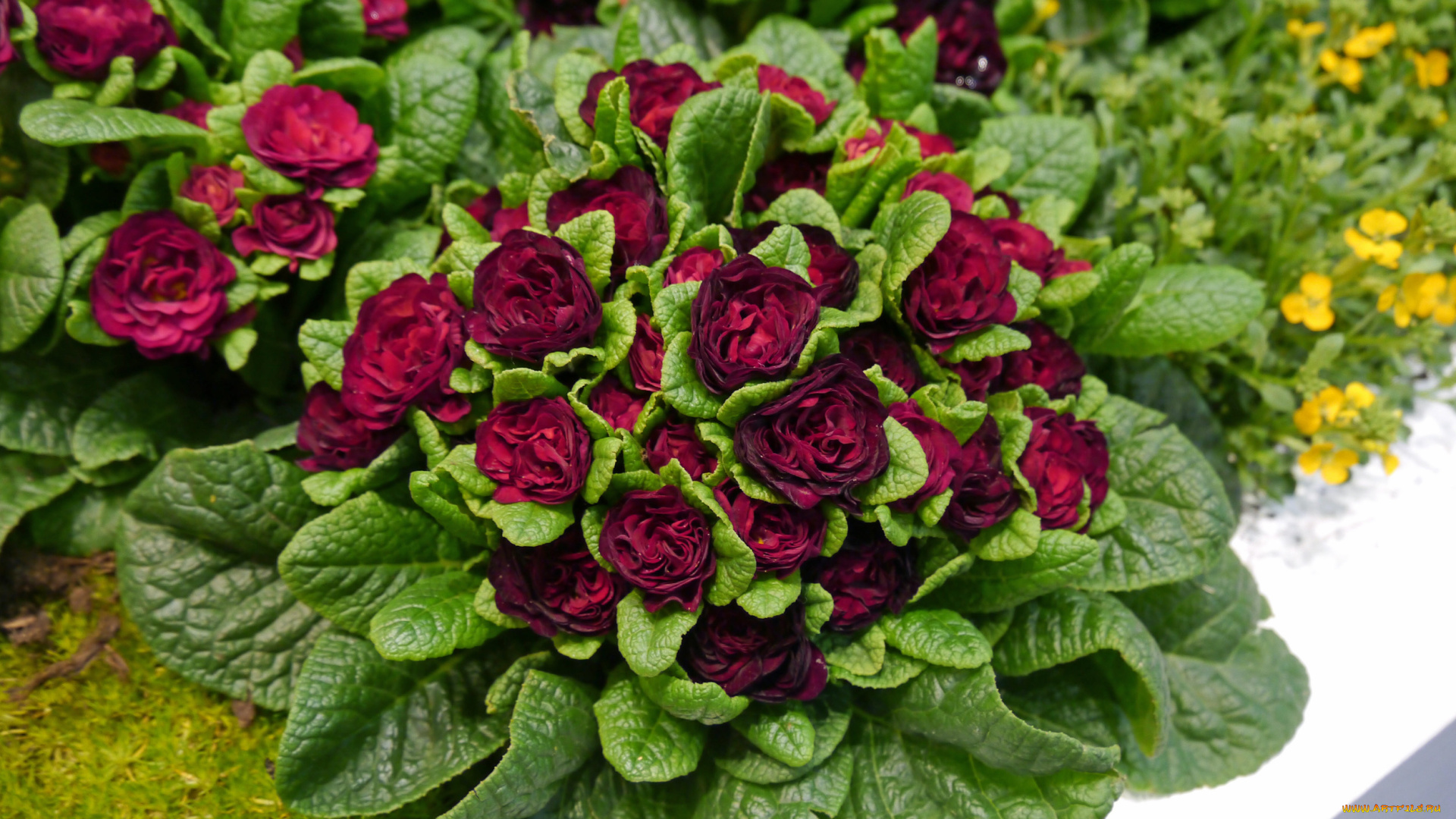 цветы, примулы