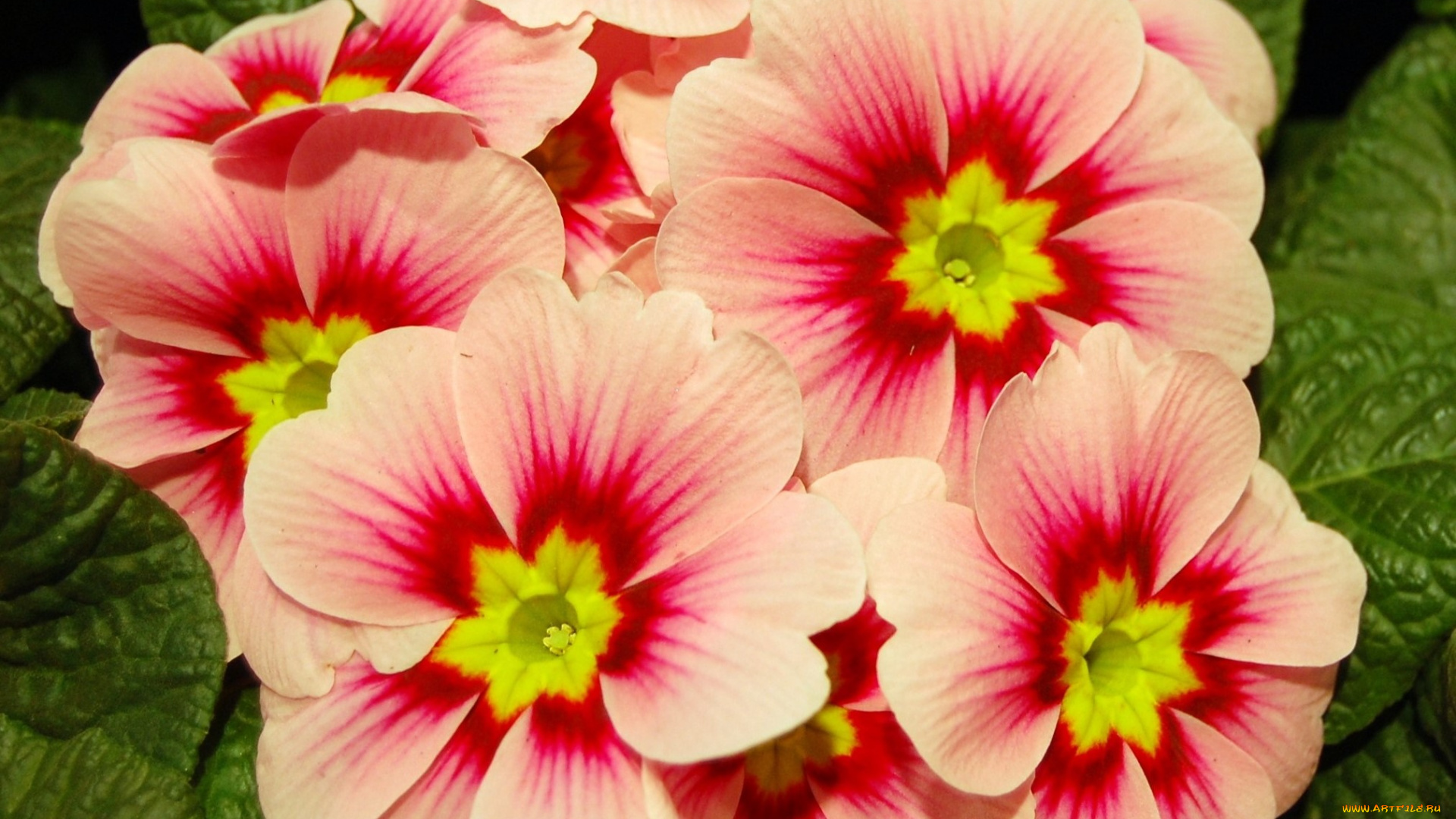 цветы, примулы, цветыц