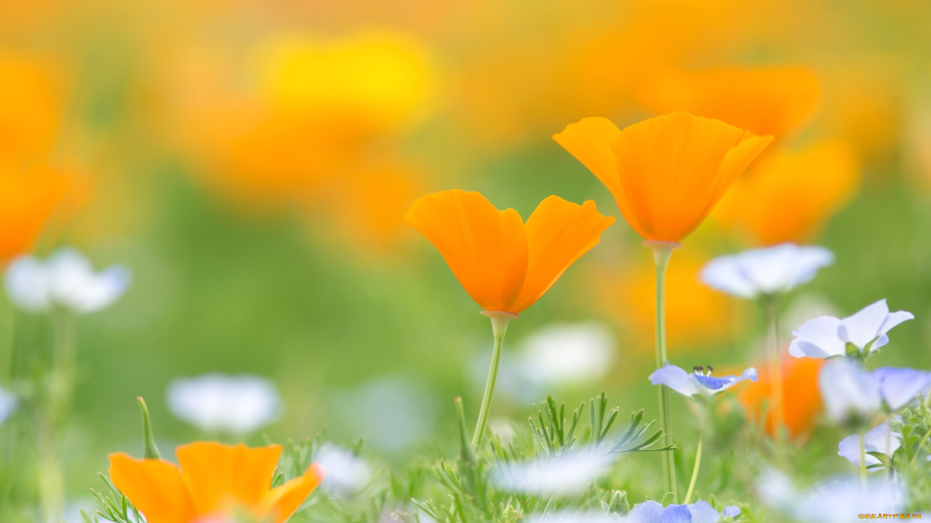 цветы, разные, вместе, луг, эшшольция, калифорнийский, мак