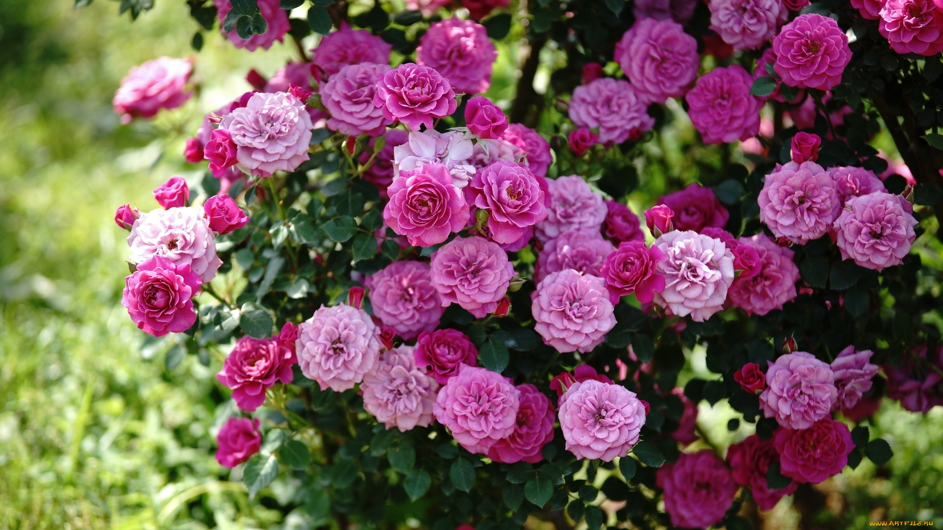 цветы, розы, куст, розовый