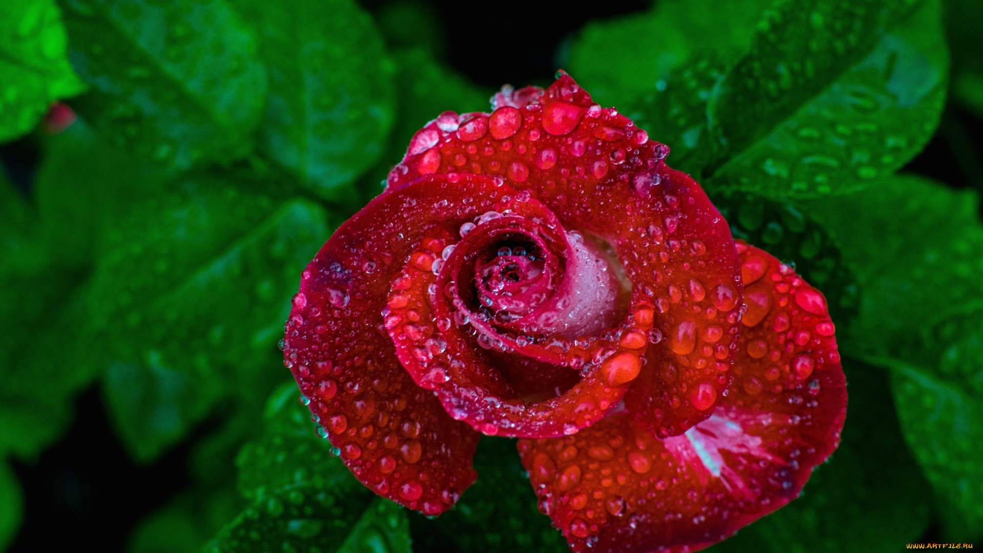 цветы, розы, роза, бутон, дождь, капли