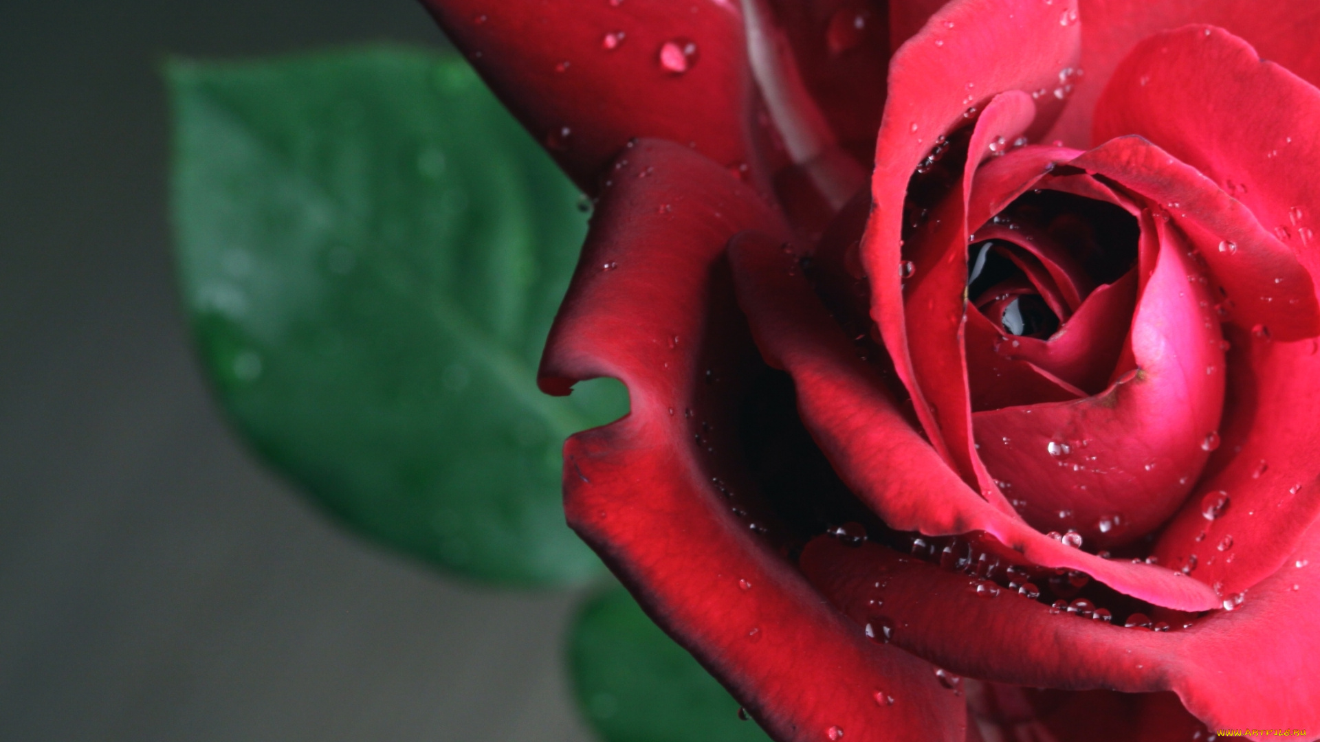 цветы, розы, роза, бутон, лепестки, макро