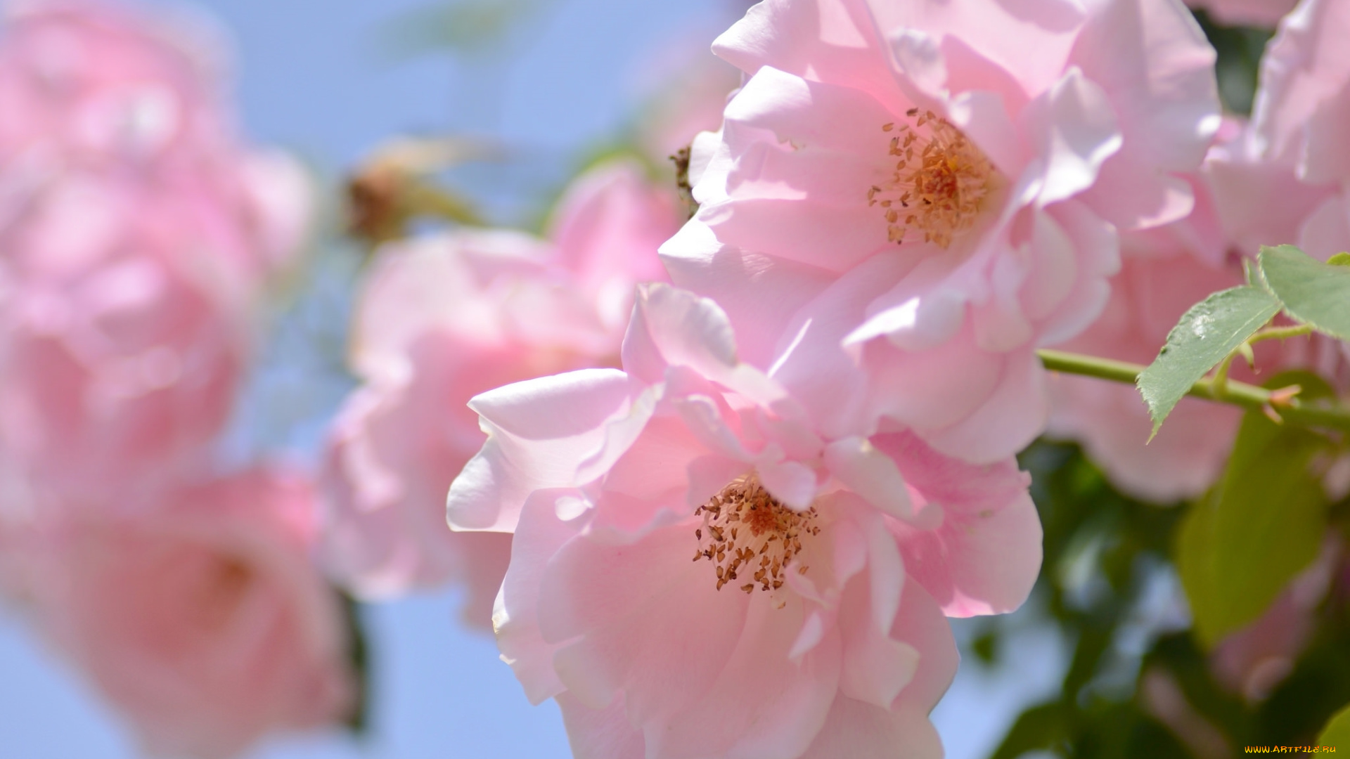 цветы, розы, розовый, макро, нежность