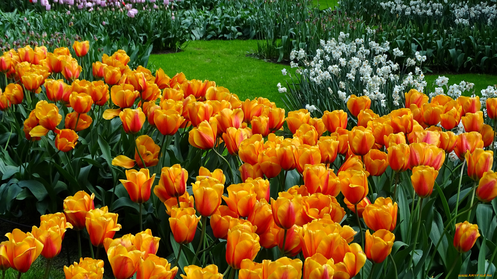 цветы, тюльпаны, клумба