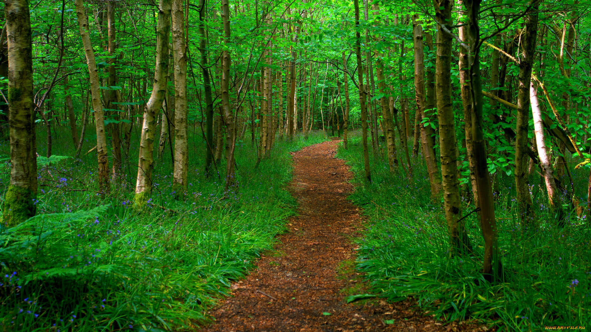 природа, дороги, тракт