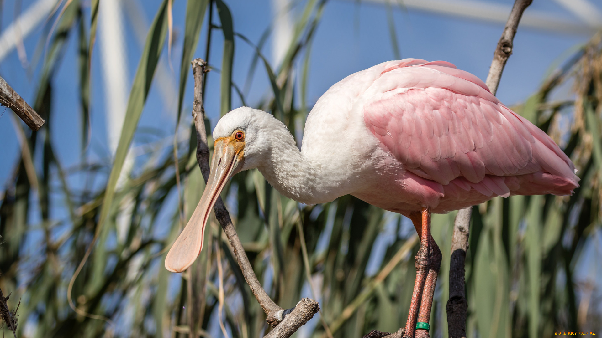 животные, аисты, птичка