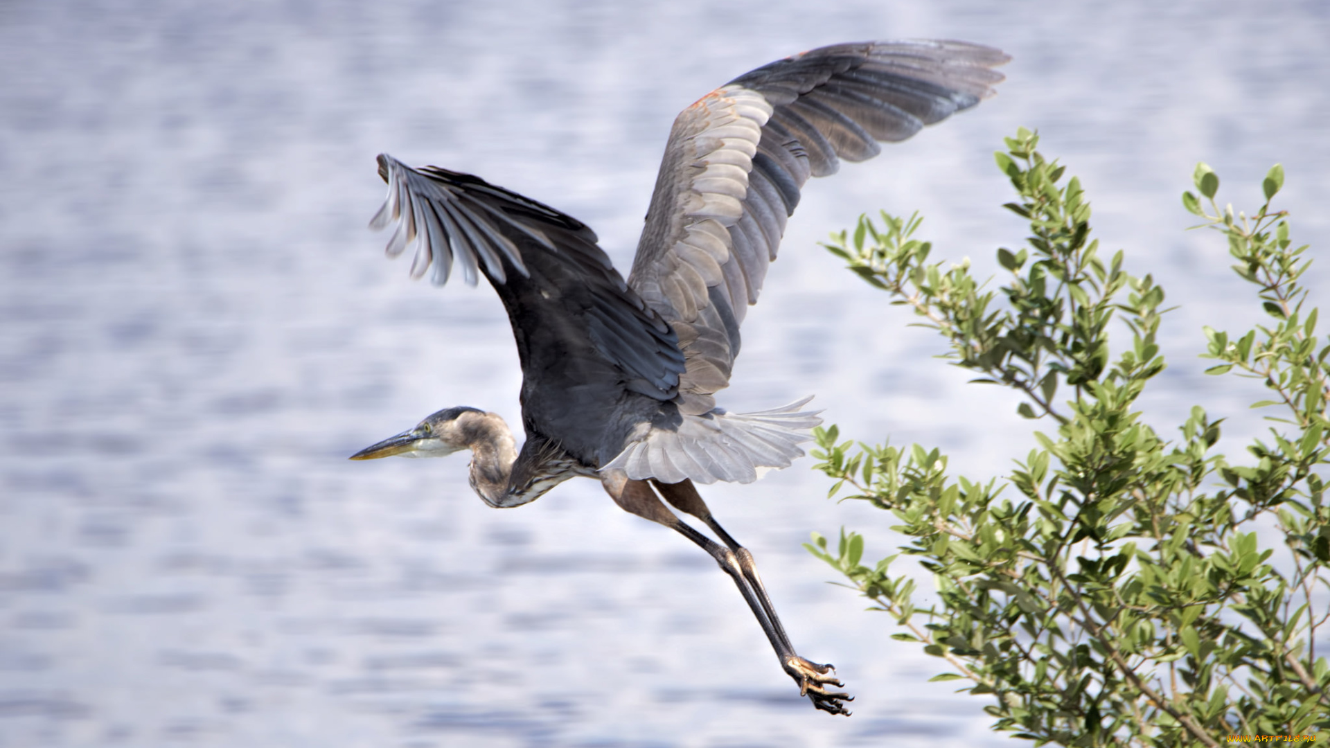 животные, цапли, , выпи, птичка