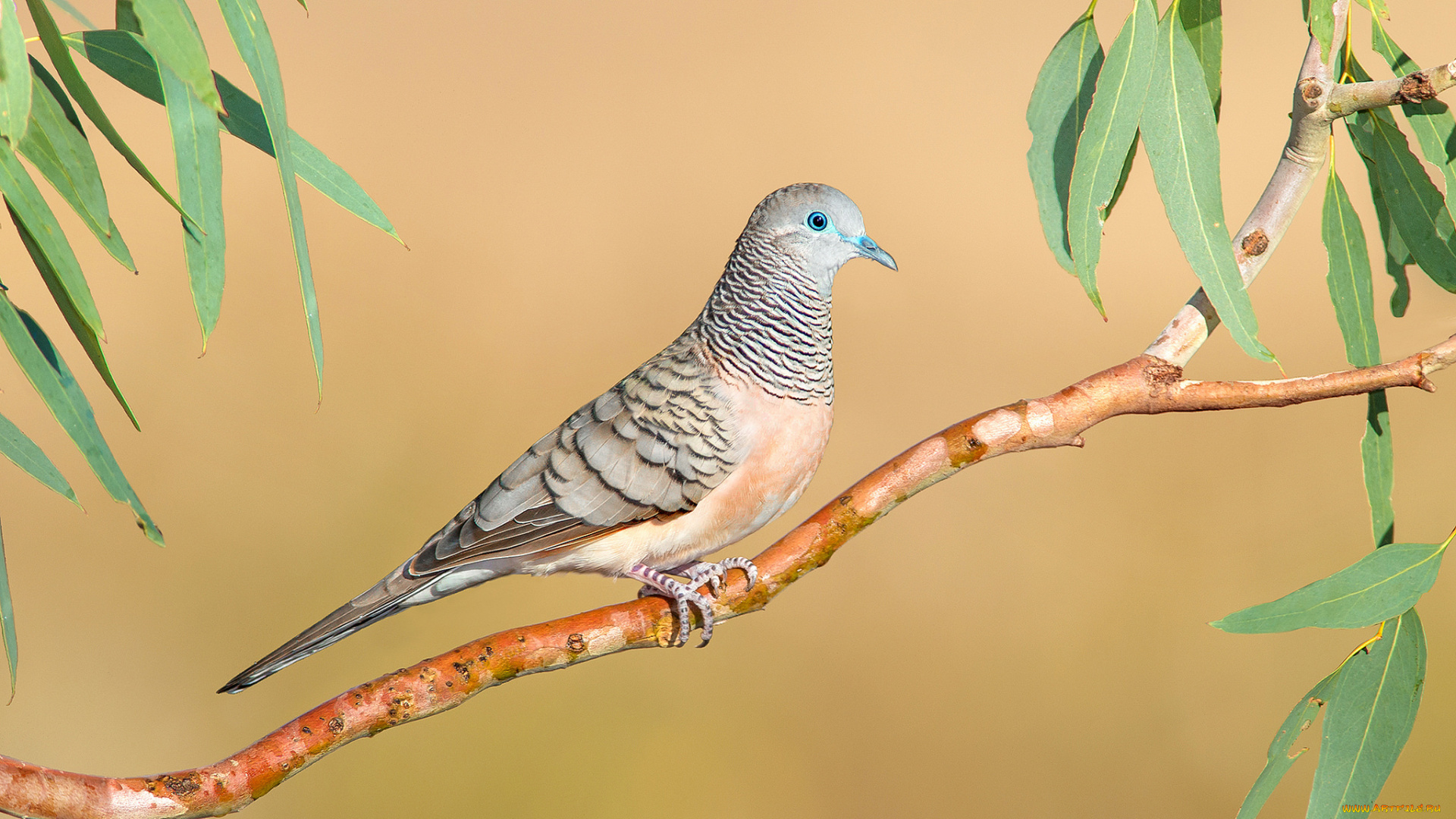 животные, голуби, птица, голубь, ветка