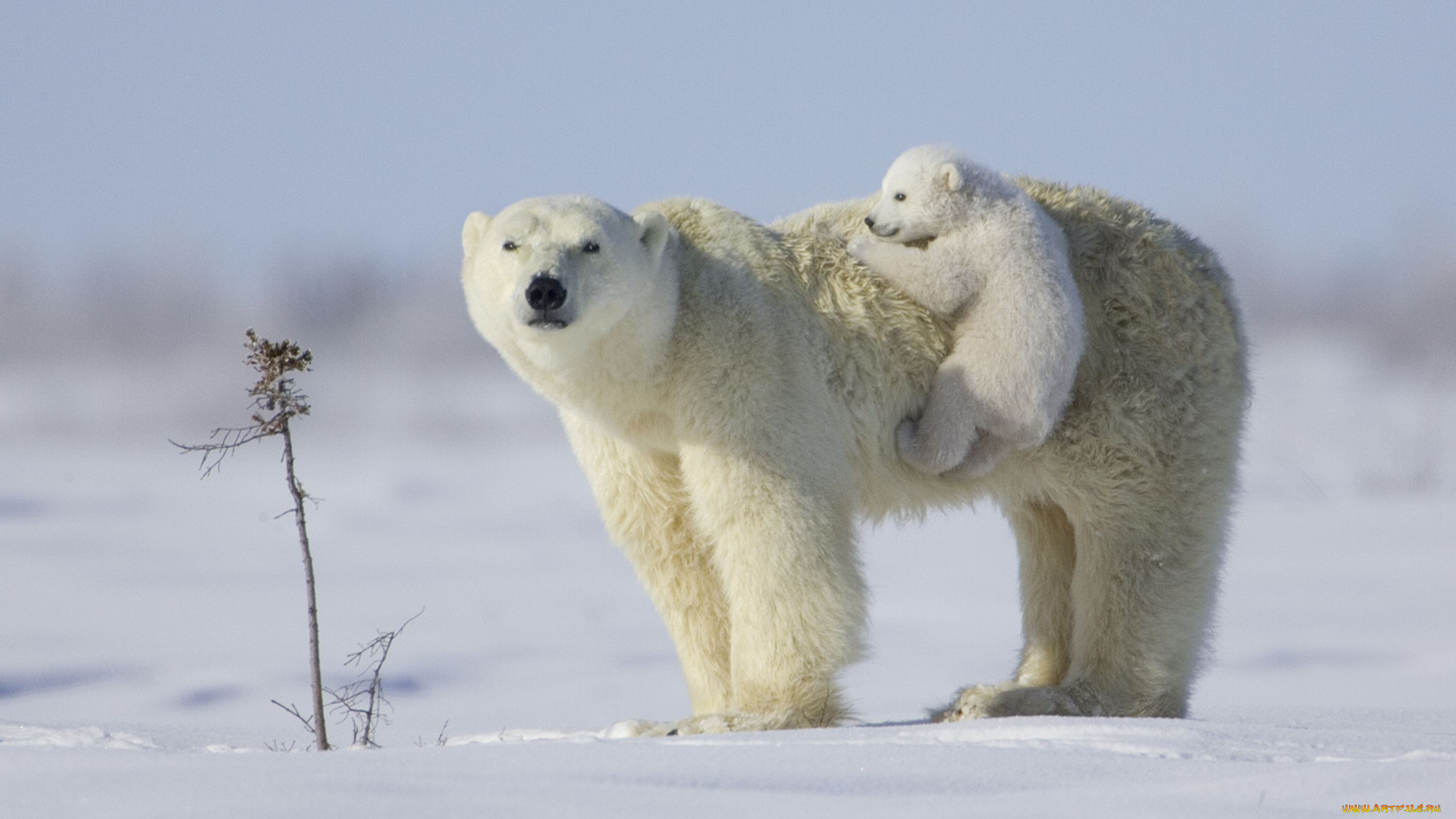 животные, медведи, медвежонок, медведица