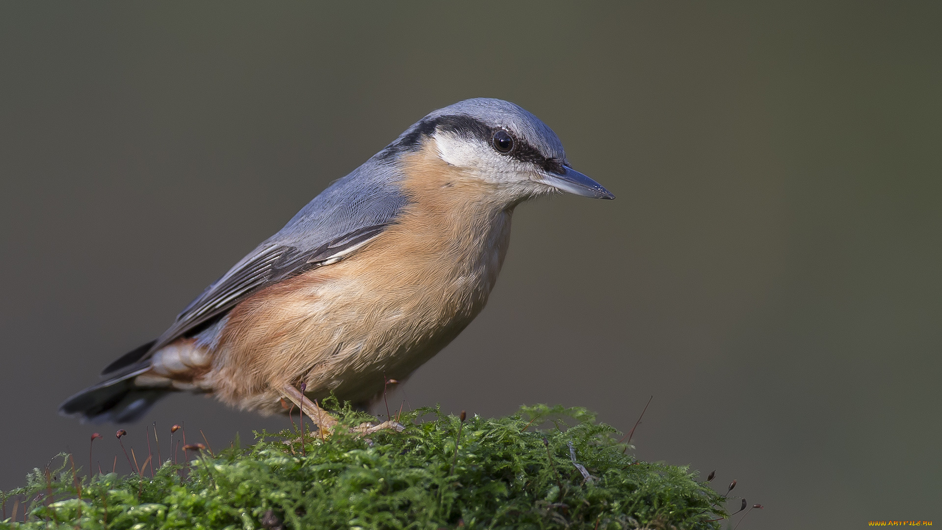 животные, поползни, птичка