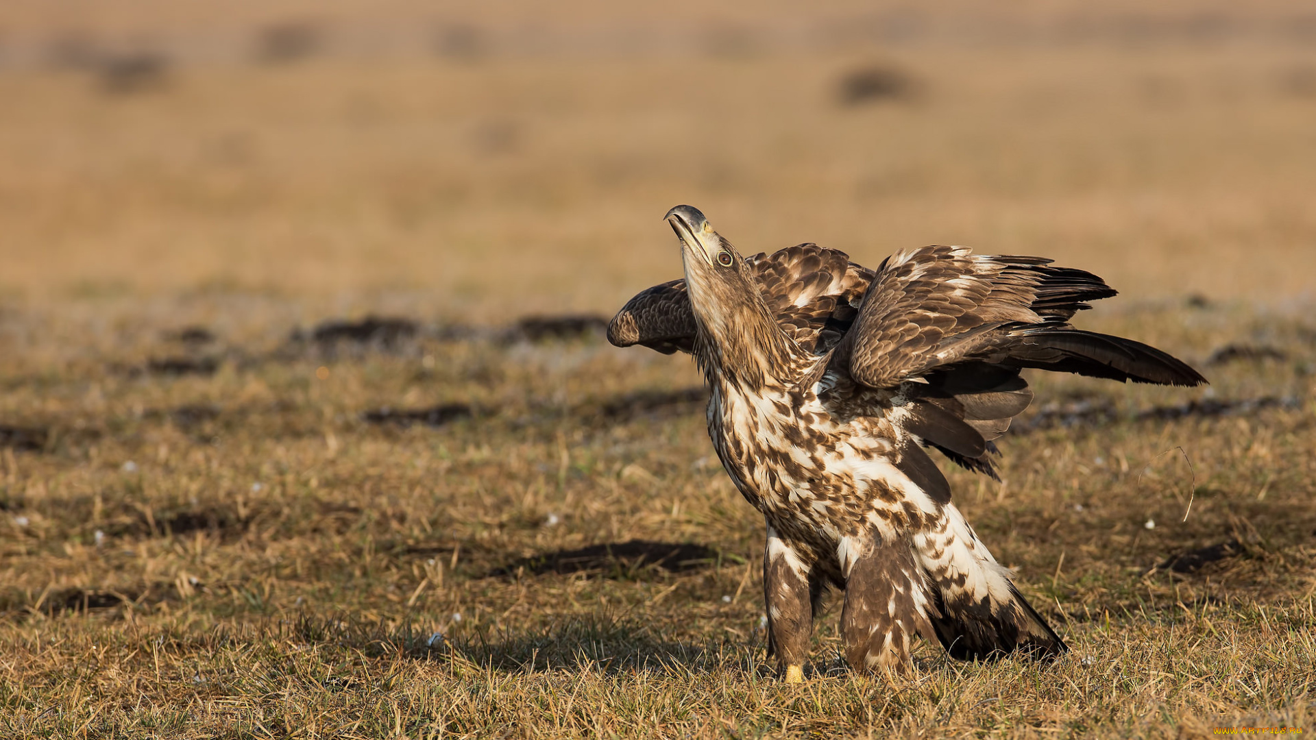 животные, птицы, -, хищники, птичка