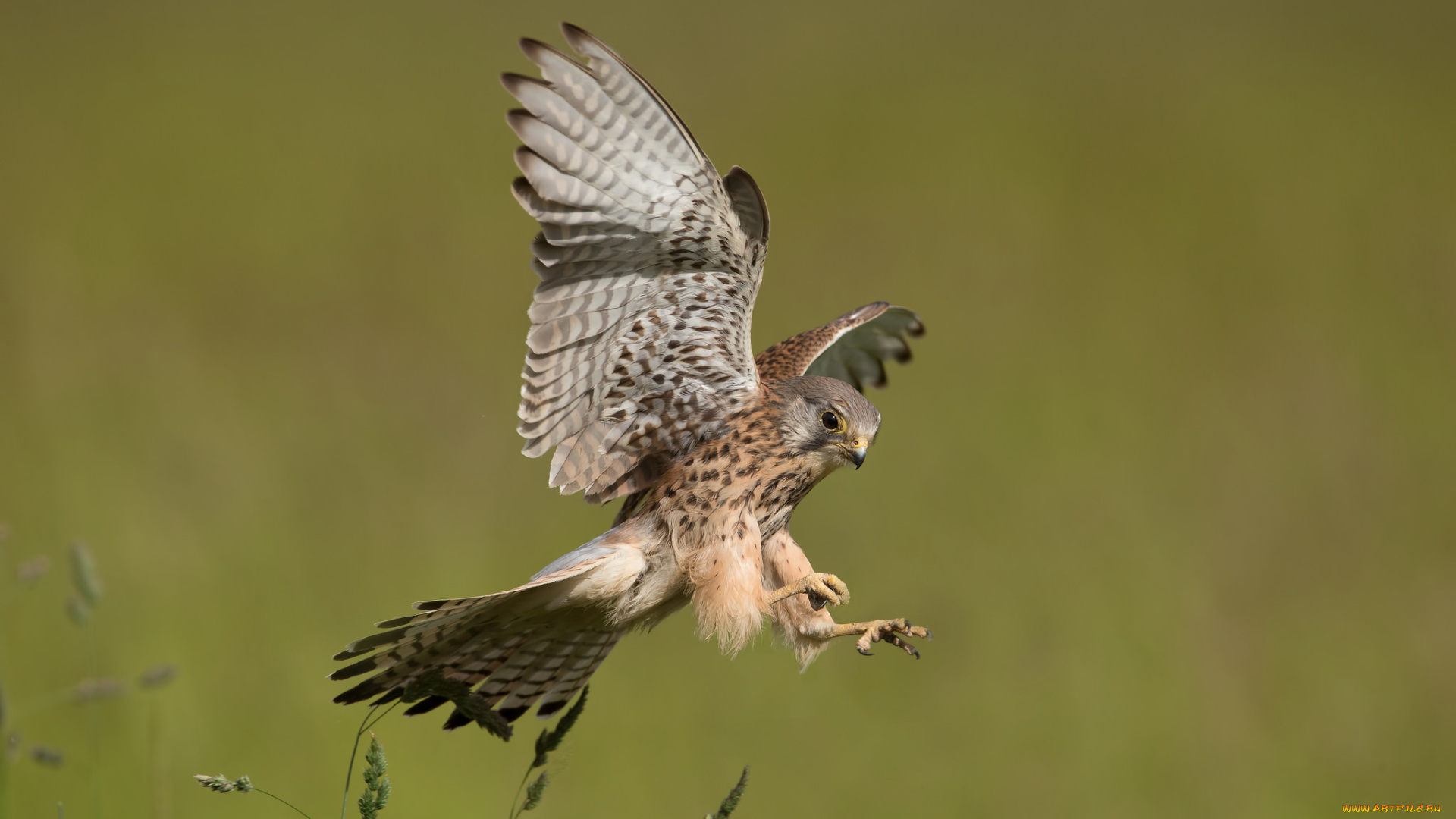 животные, птицы, -, хищники, птичка