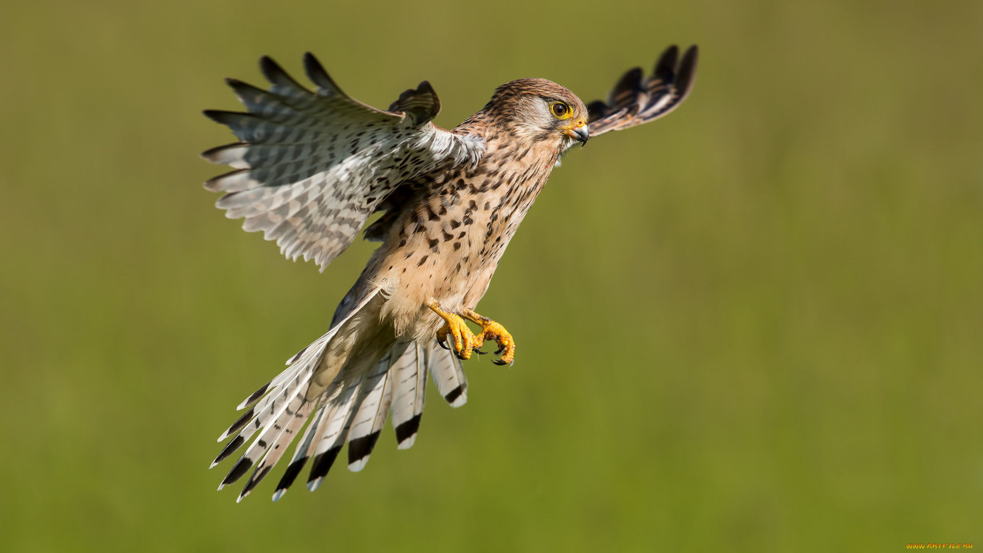 животные, птицы, -, хищники, птичка