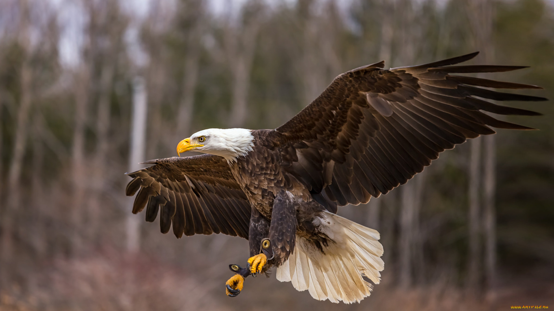 животные, птицы, -, хищники, птичка