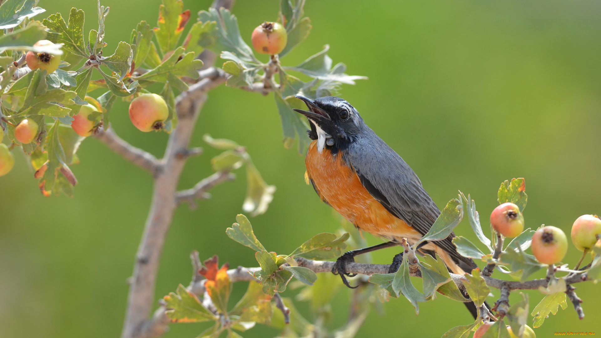 животные, птицы, птичка