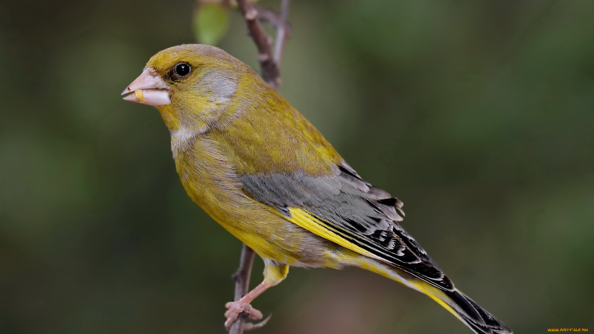 животные, птицы, птичка