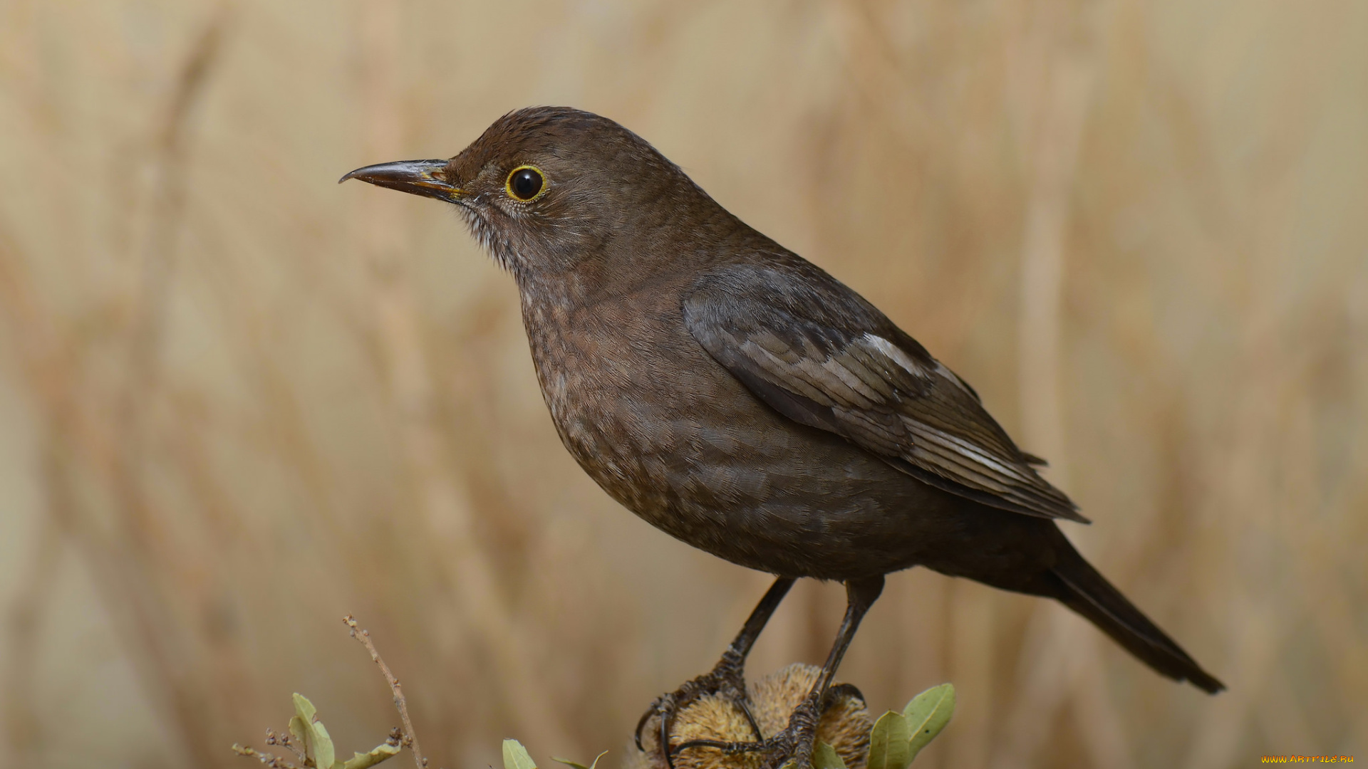 животные, птицы, птичка