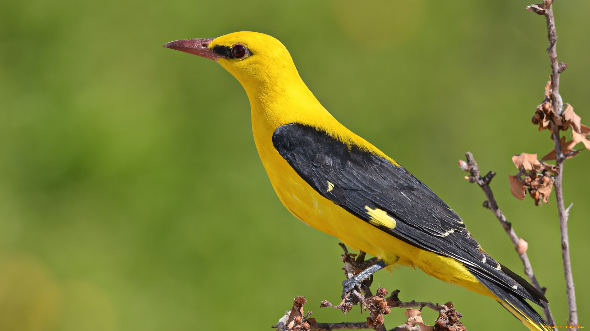 животные, птицы, птичка