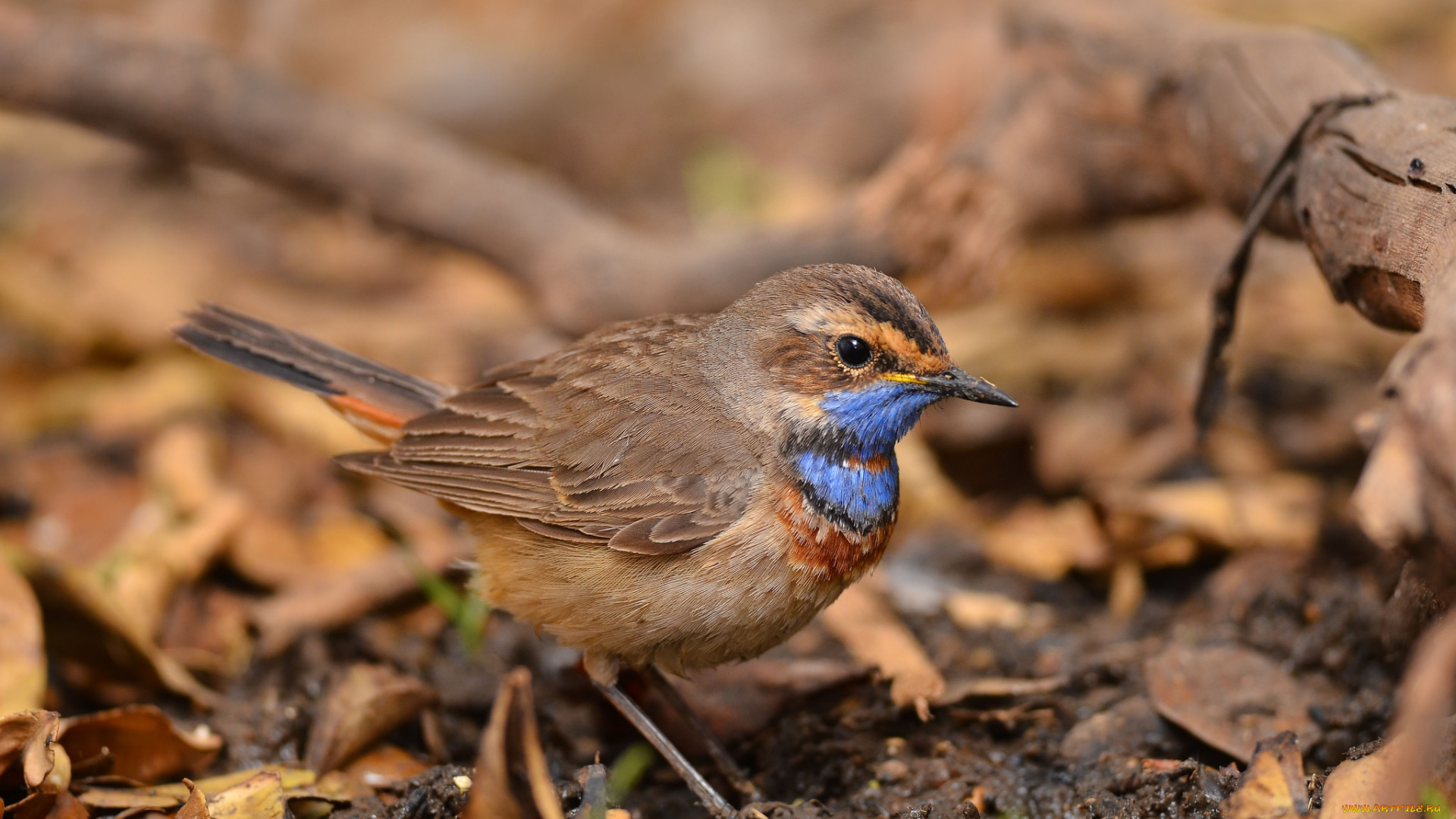 животные, птицы, птичка