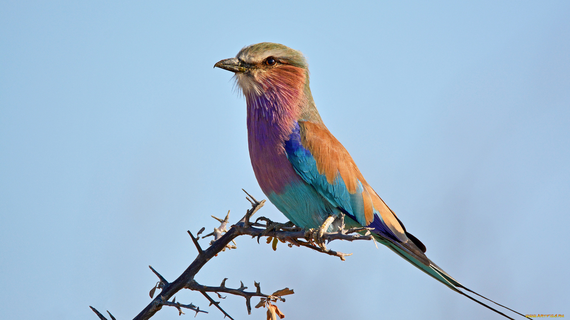 животные, птицы, птичка