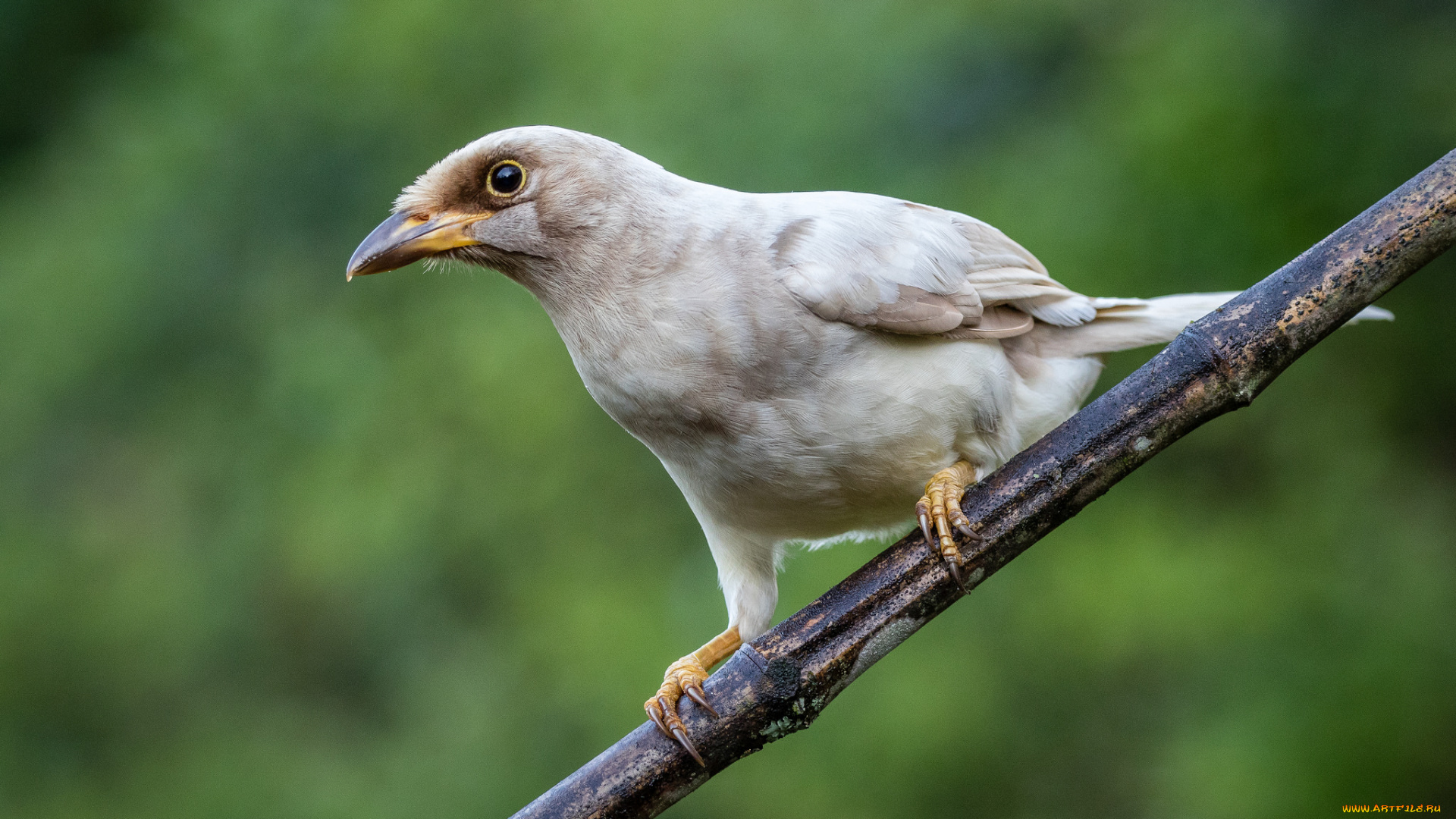 животные, птицы, птичка