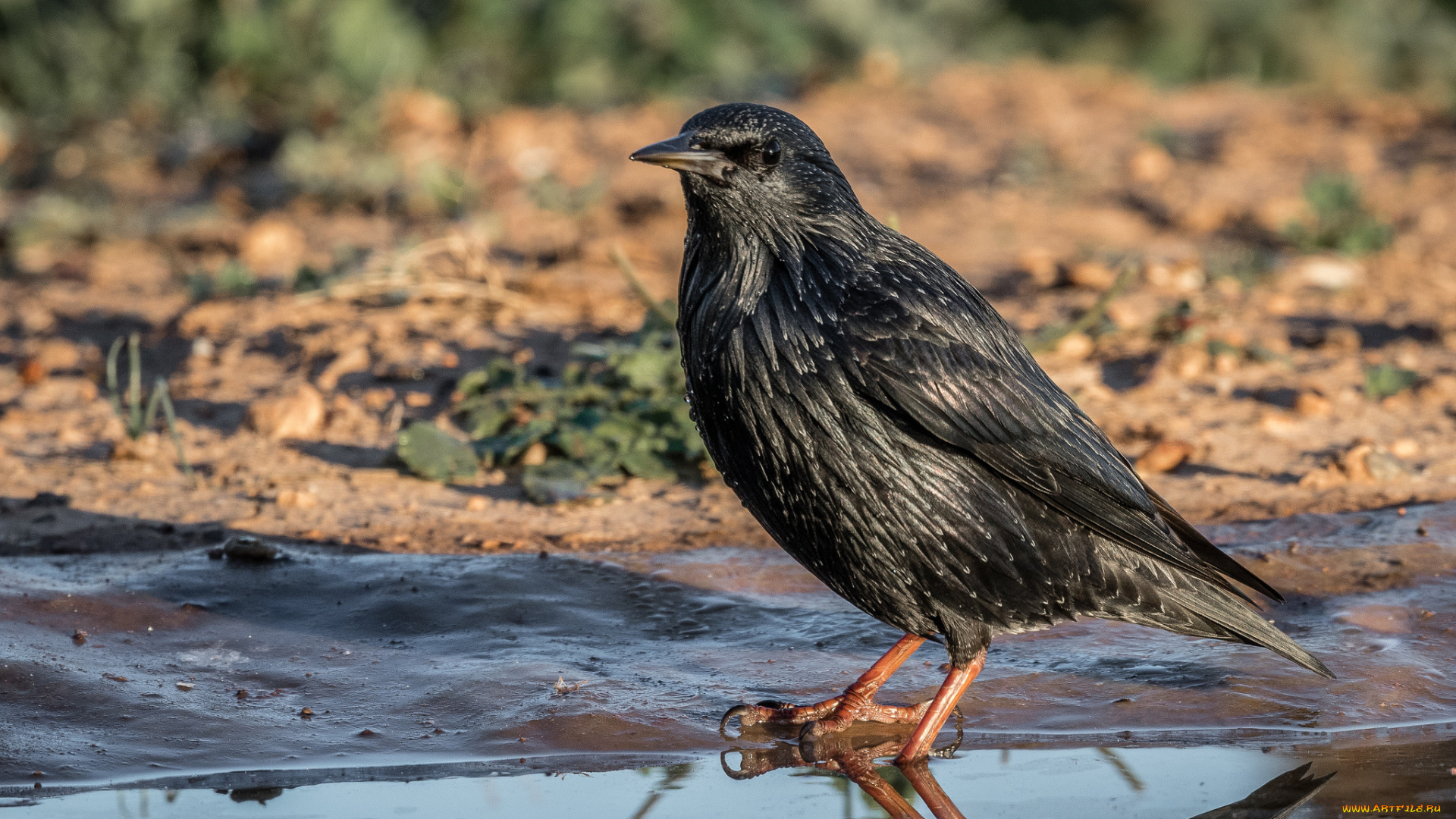 животные, птицы, птичка